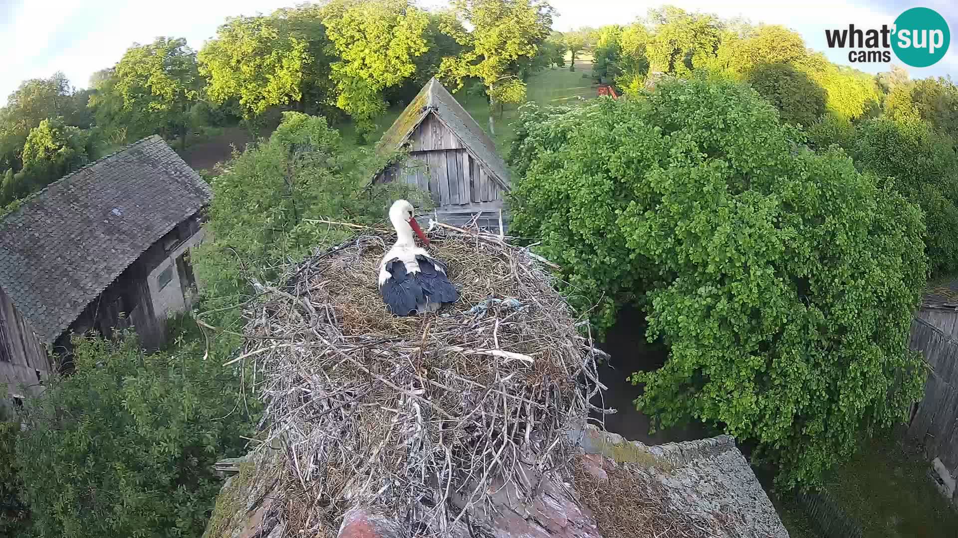 Pueblo europeo de cigüeñas camera en vivo Parque Natural Lonjsko polje