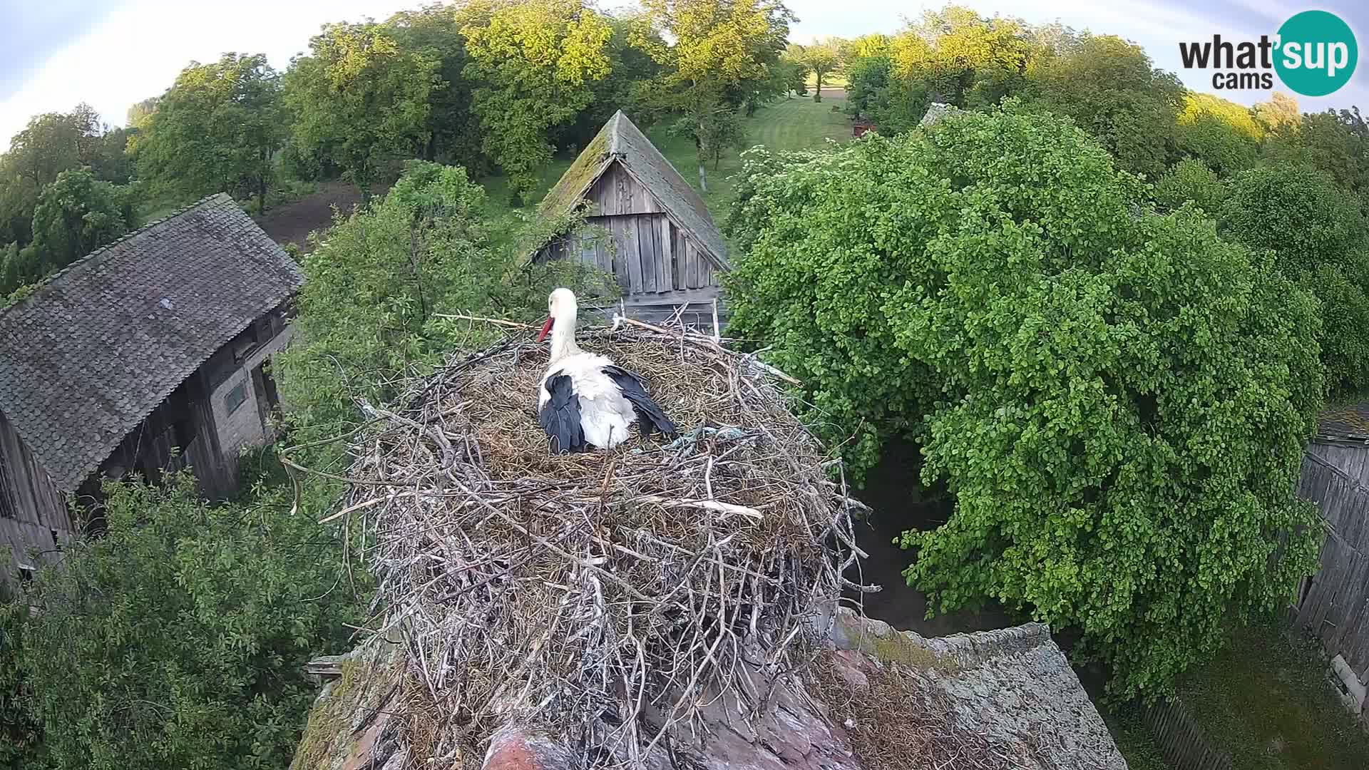 Village européen de cigognes webcam Parc naturel de Lonjsko polje