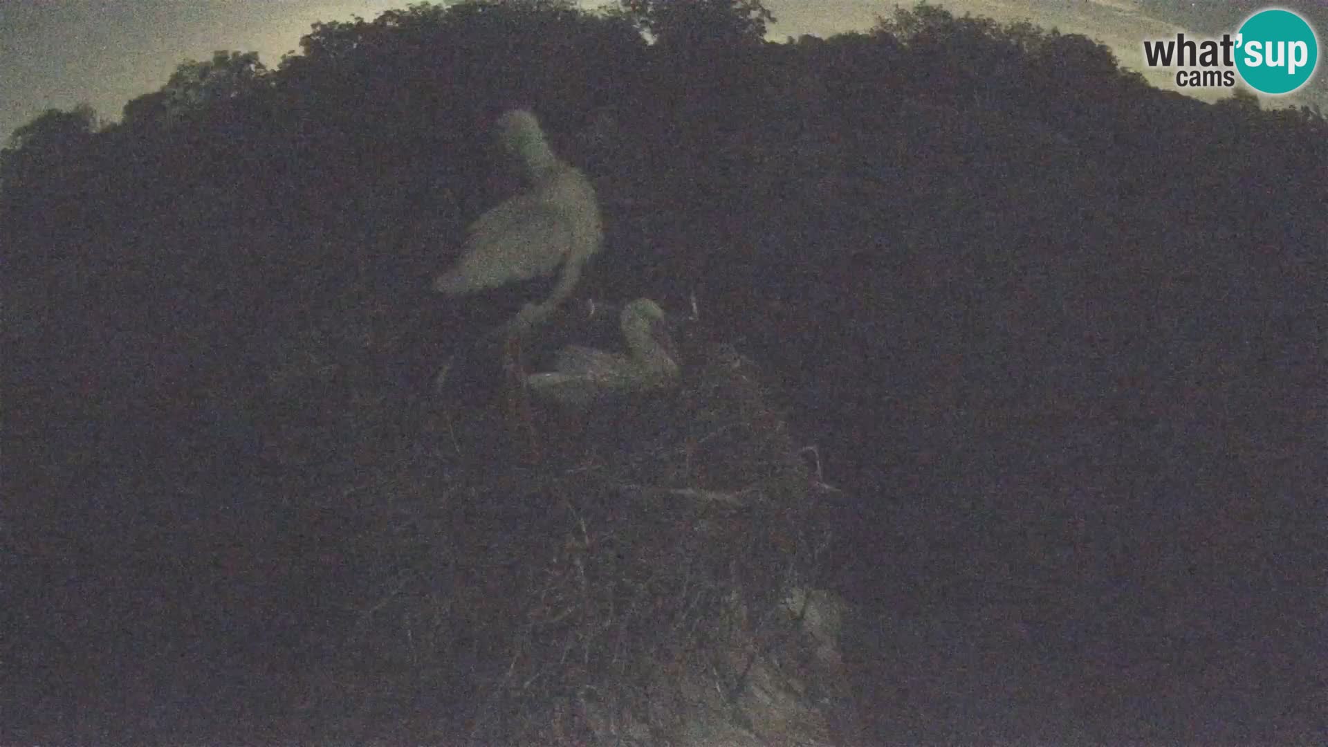 Village européen de cigognes webcam Parc naturel de Lonjsko polje