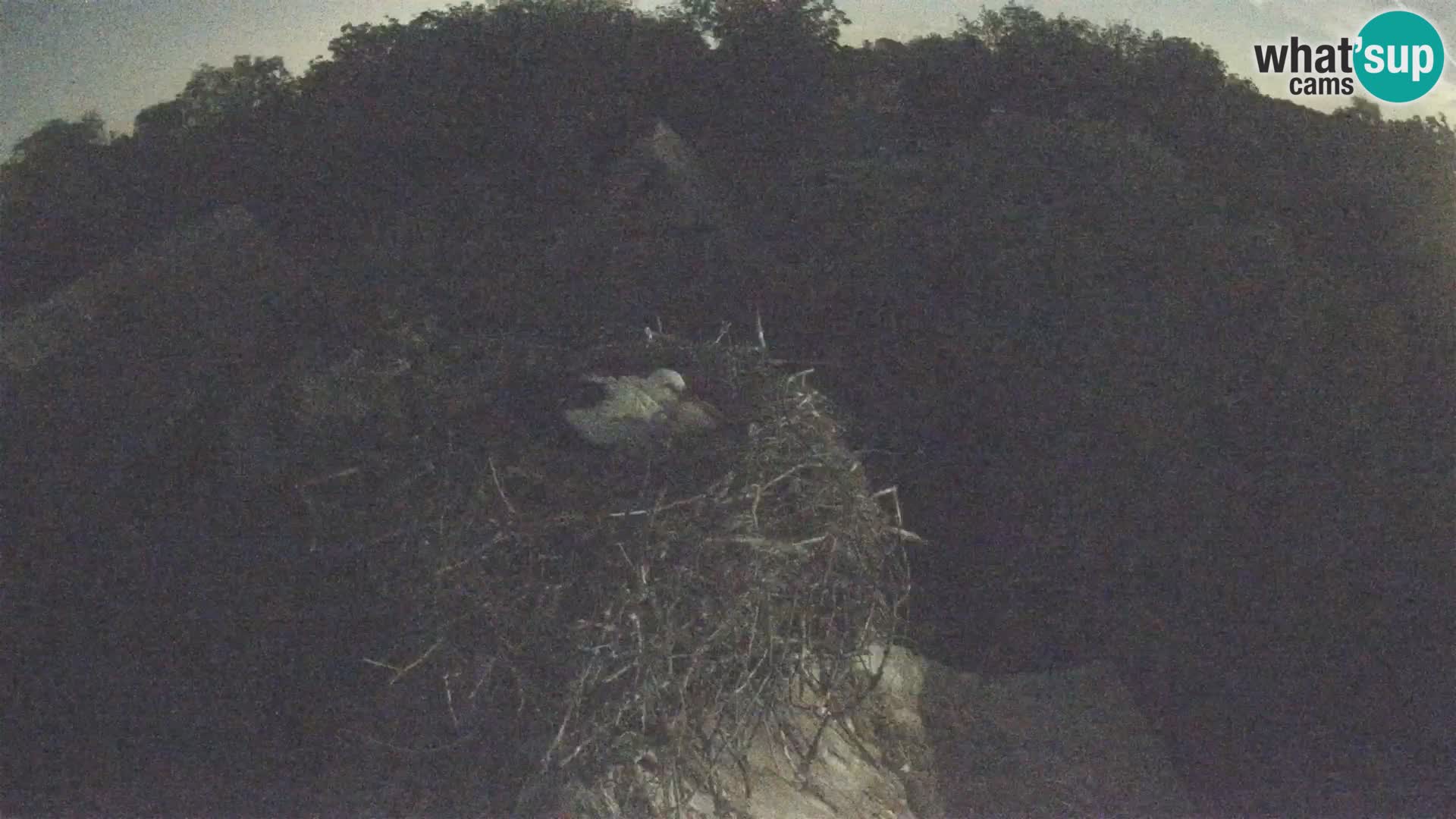 Village européen de cigognes webcam Parc naturel de Lonjsko polje
