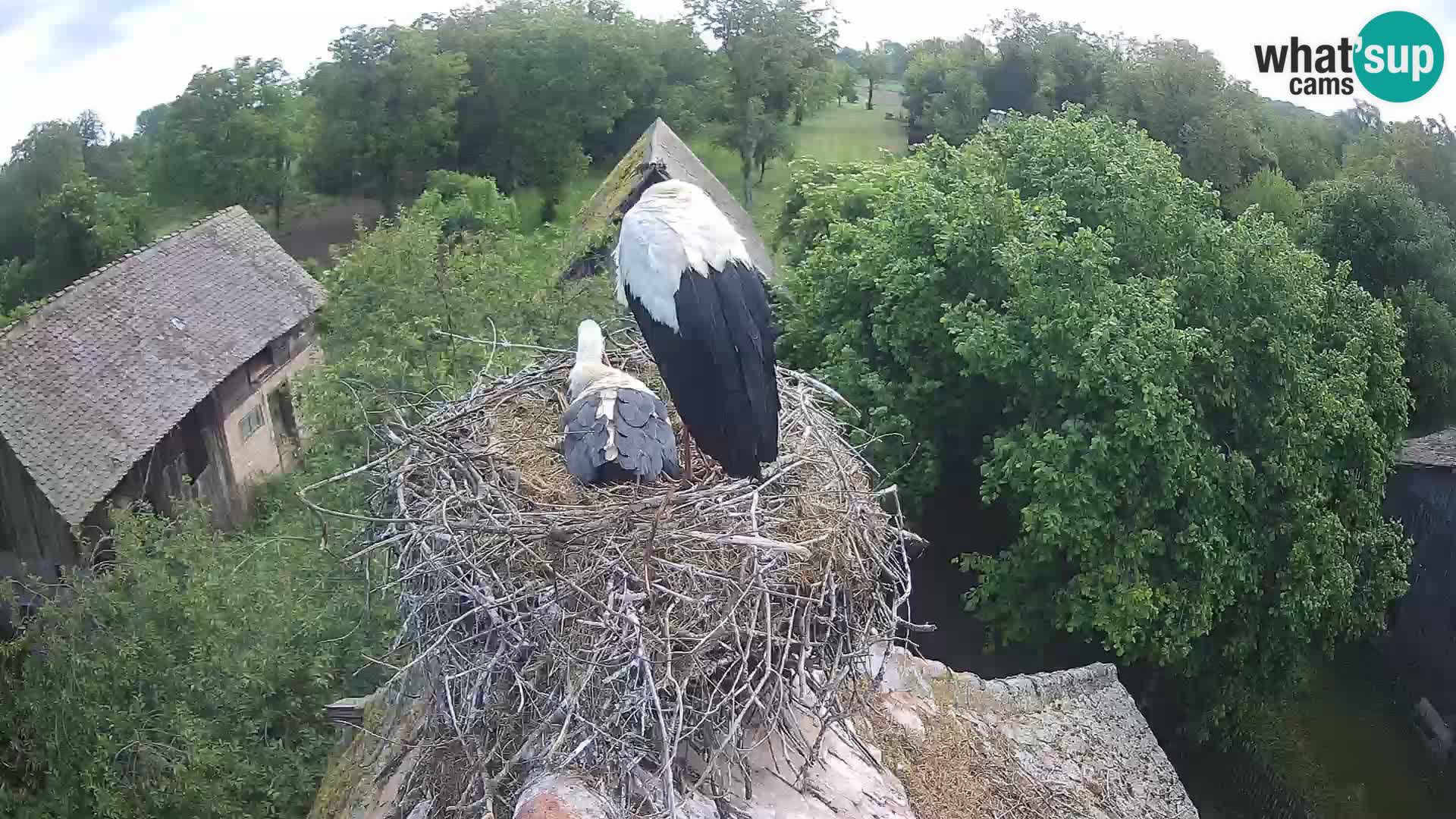 Villaggio delle cicogne europee webcam Parco naturale di Lonjsko polje