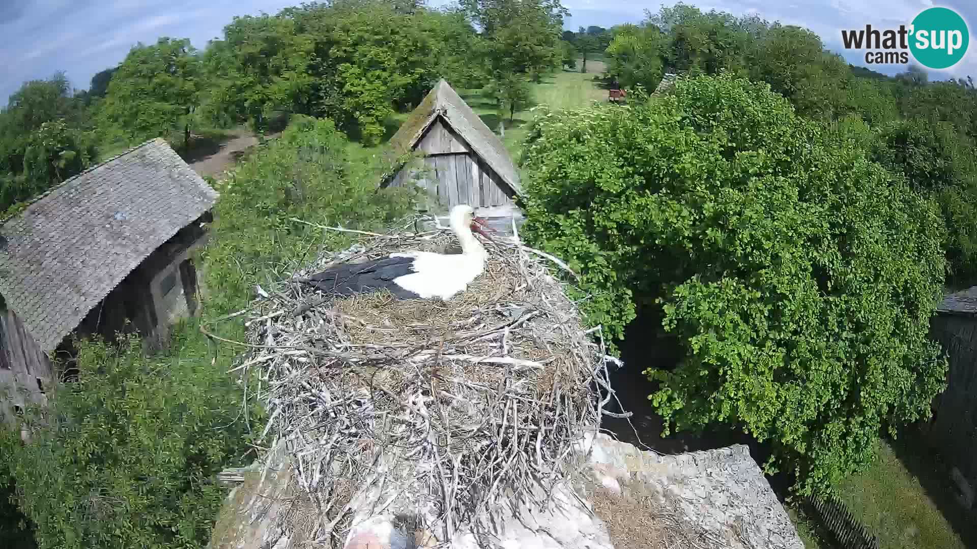 U živo Europsko selo roda – Park prirode Lonjsko polje