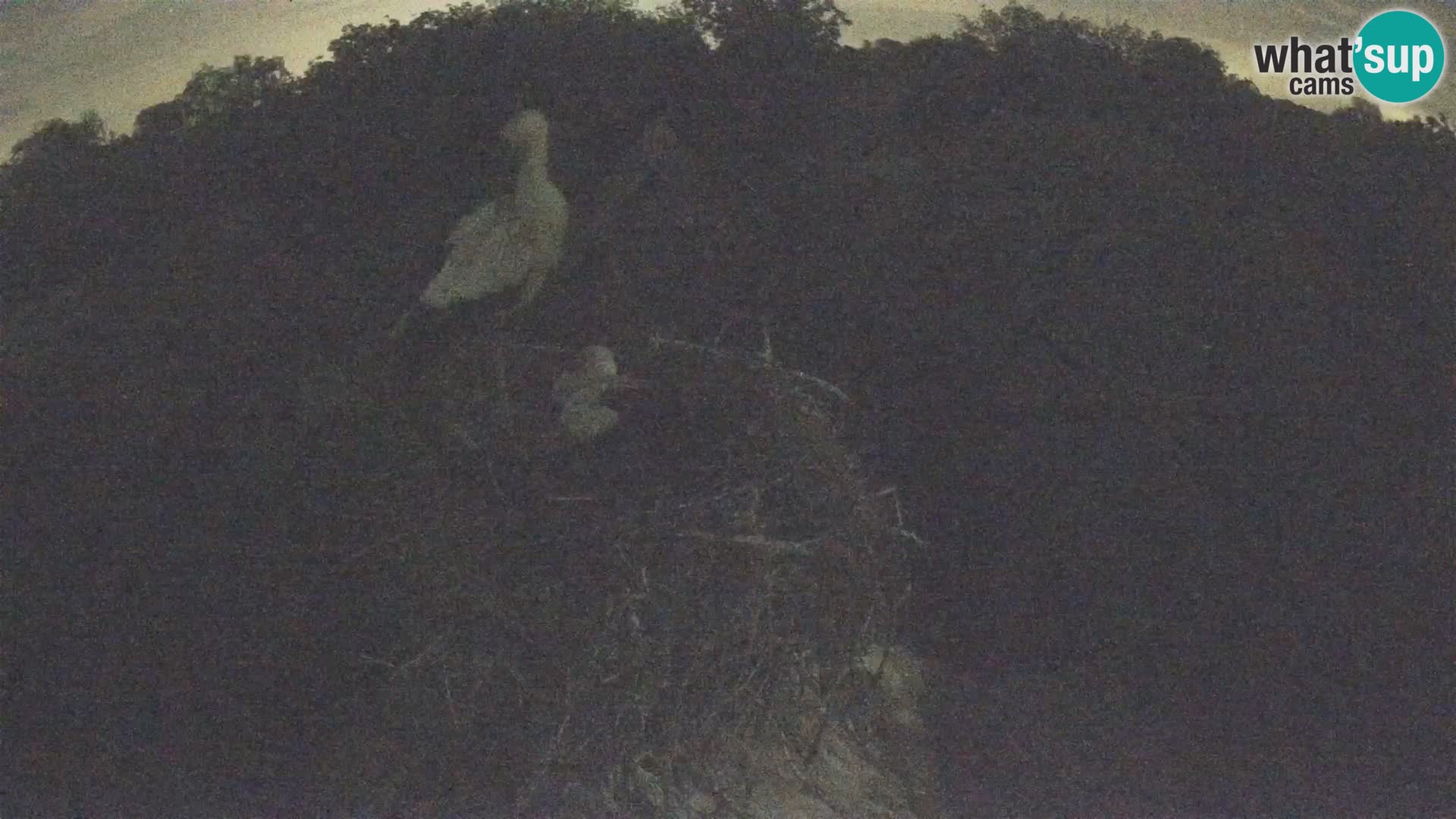 U živo Europsko selo roda – Park prirode Lonjsko polje