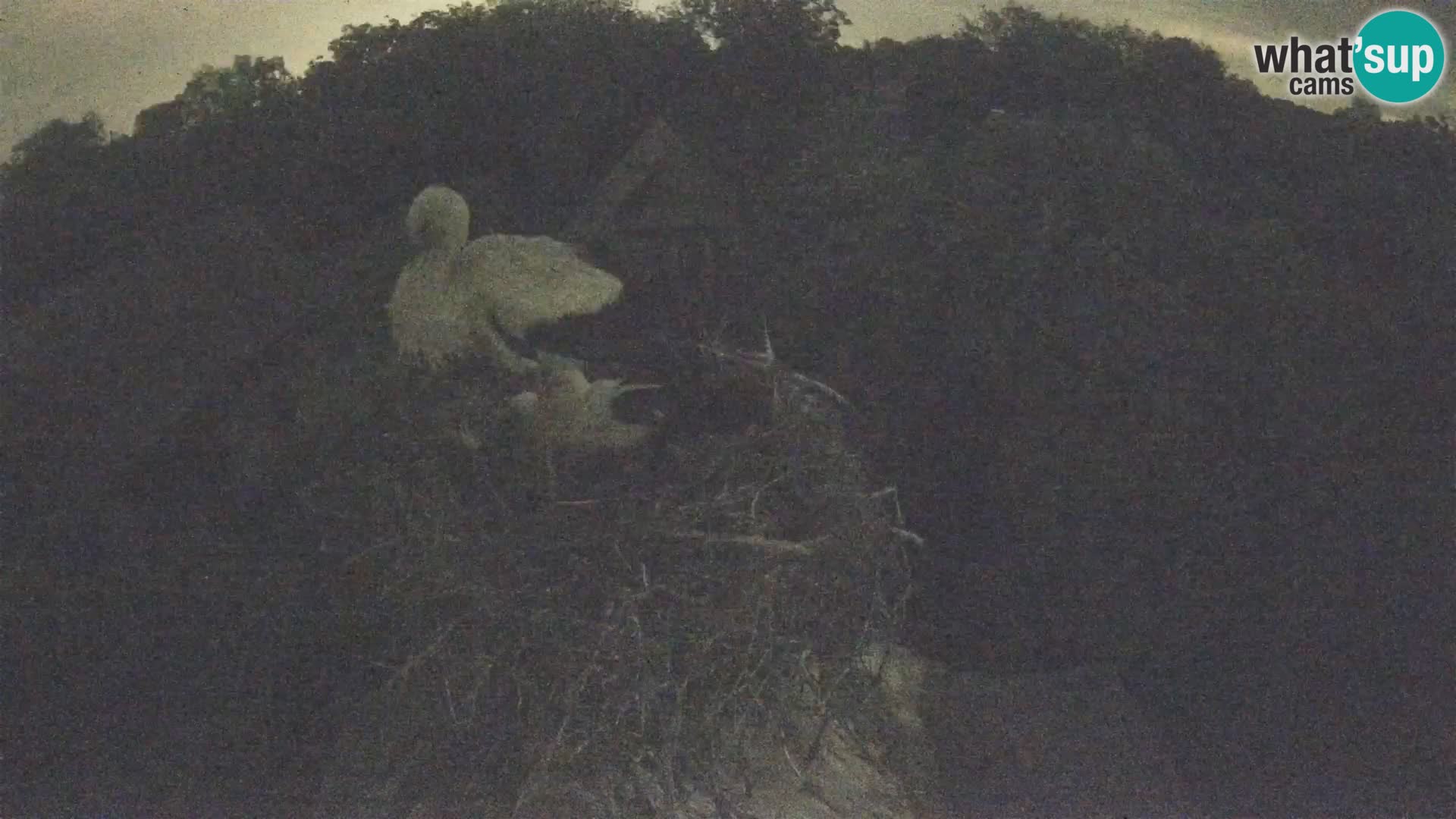 Pueblo europeo de cigüeñas camera en vivo Parque Natural Lonjsko polje
