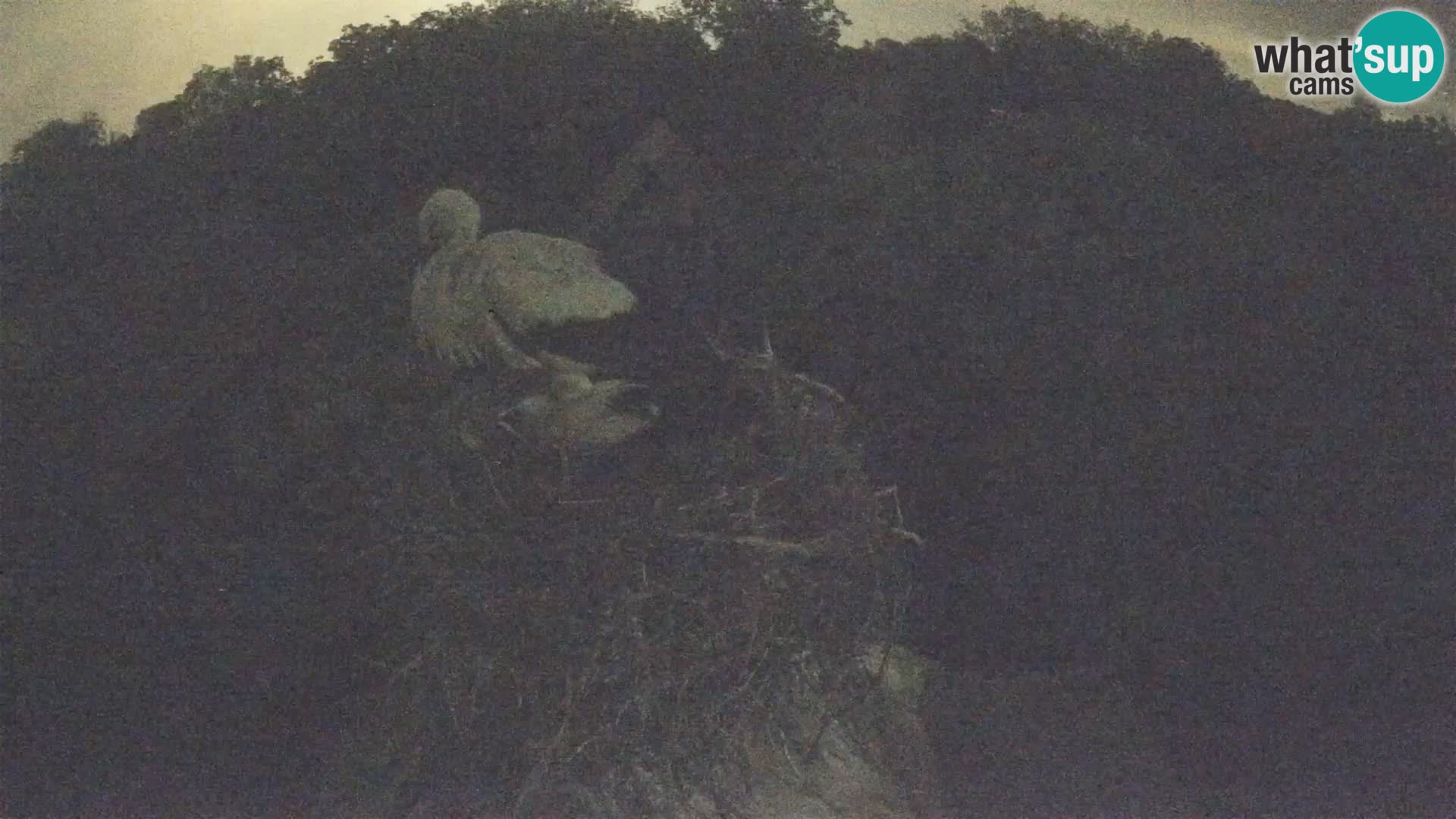 Evropska vas štorklje – Krajinski park Lonjsko polje spletna kamera