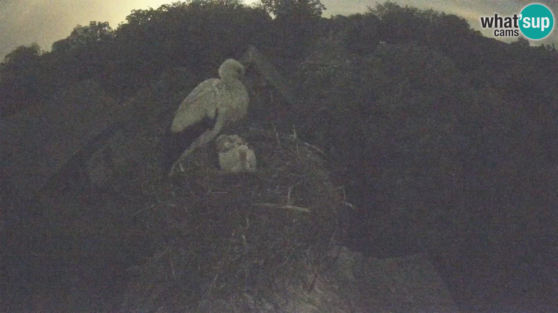 Evropska vas štorklje – Krajinski park Lonjsko polje spletna kamera
