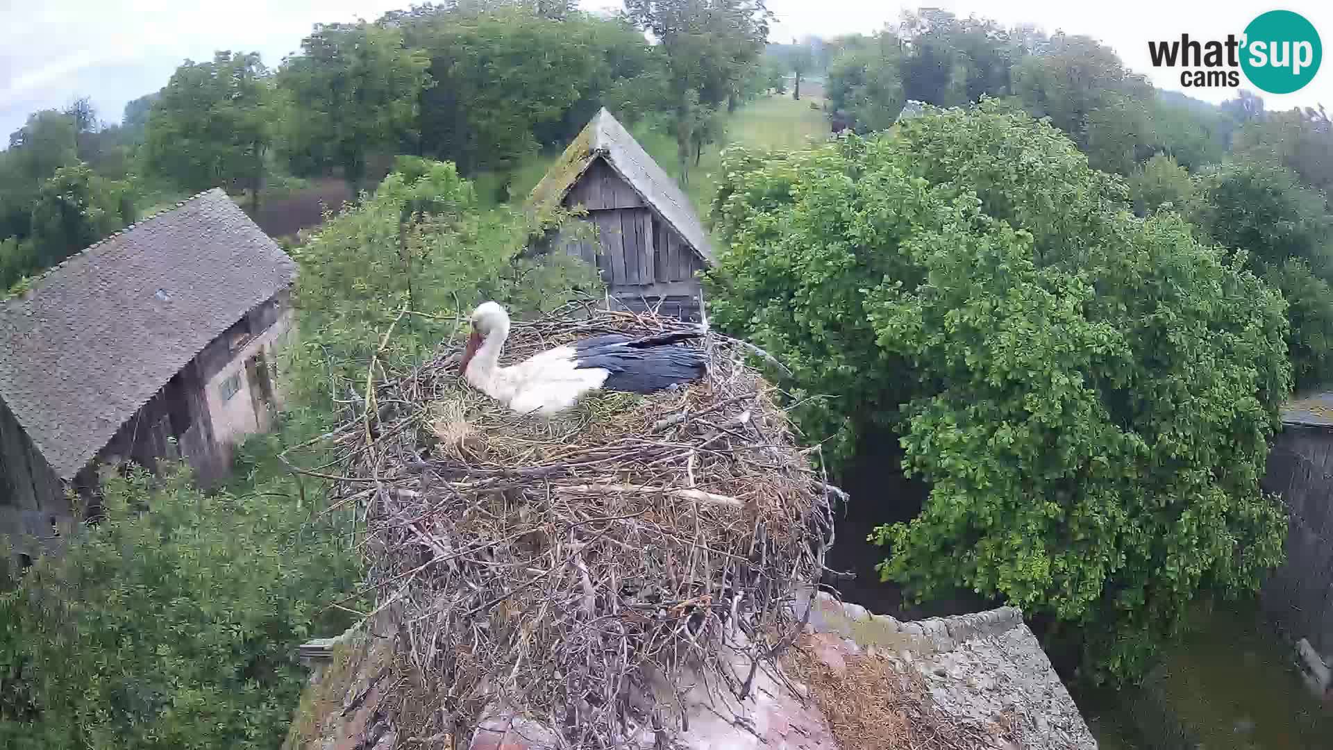 Pueblo europeo de cigüeñas camera en vivo Parque Natural Lonjsko polje