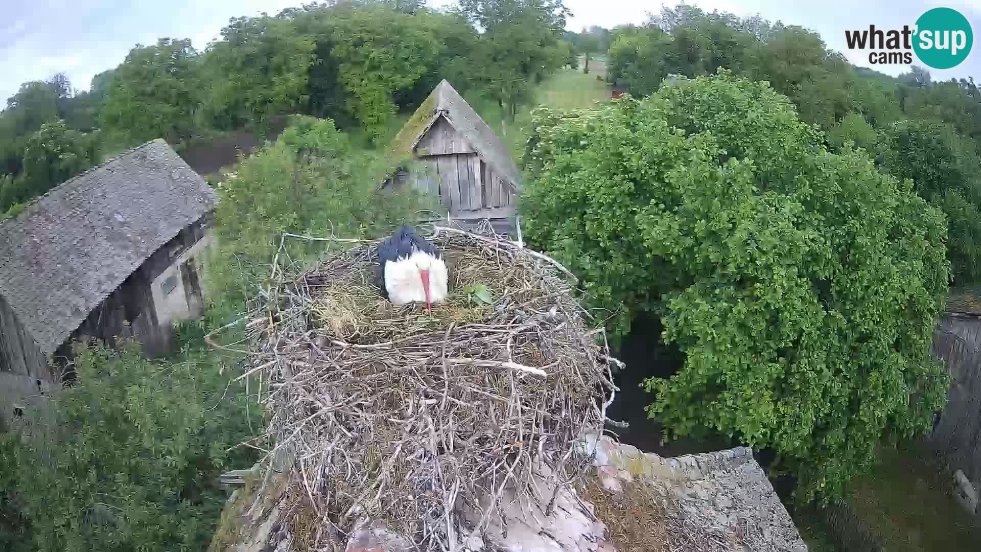 Villaggio delle cicogne europee webcam Parco naturale di Lonjsko polje