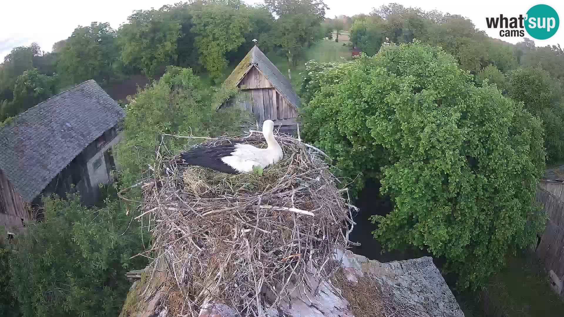 Pueblo europeo de cigüeñas camera en vivo Parque Natural Lonjsko polje