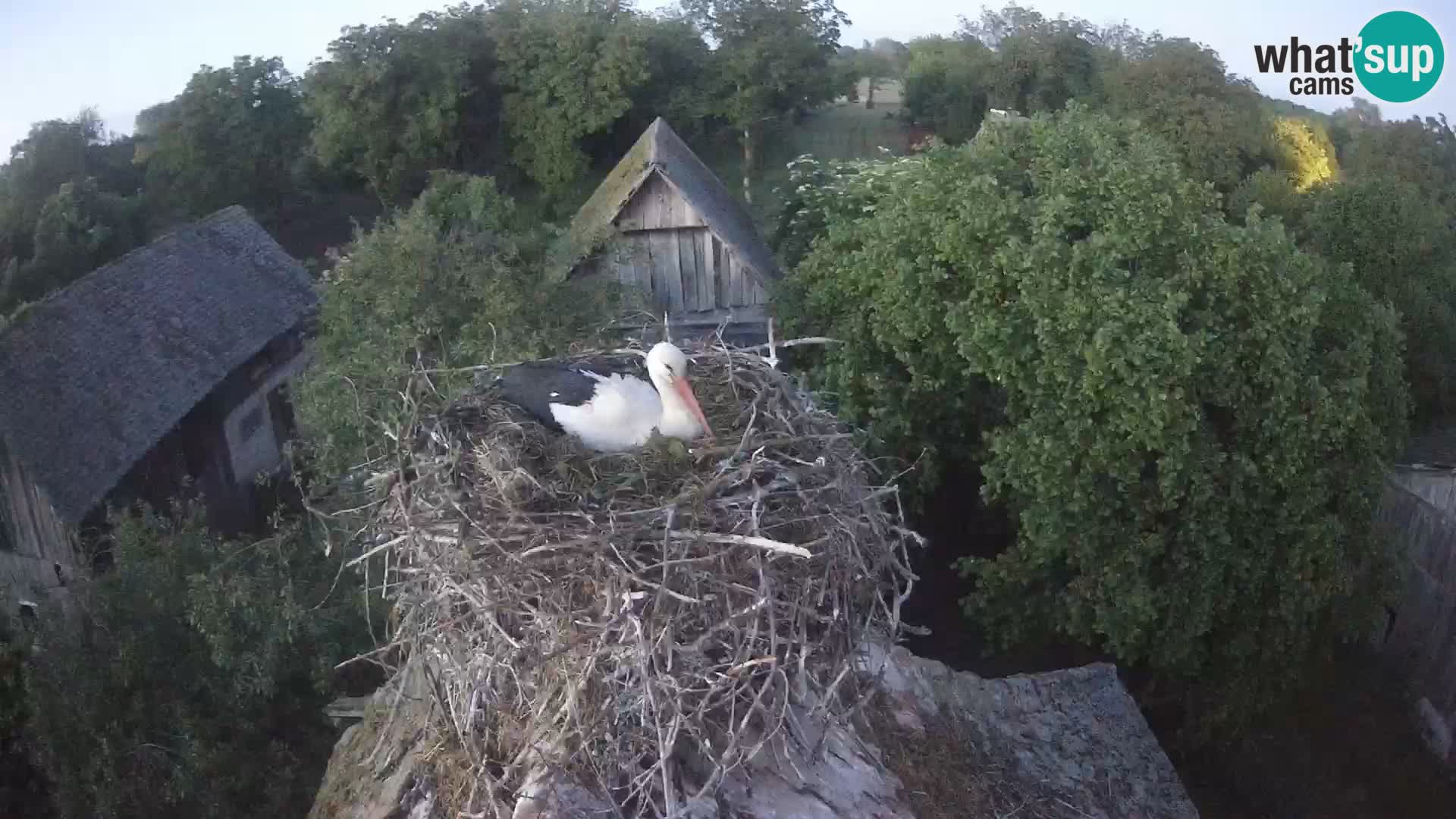 Pueblo europeo de cigüeñas camera en vivo Parque Natural Lonjsko polje