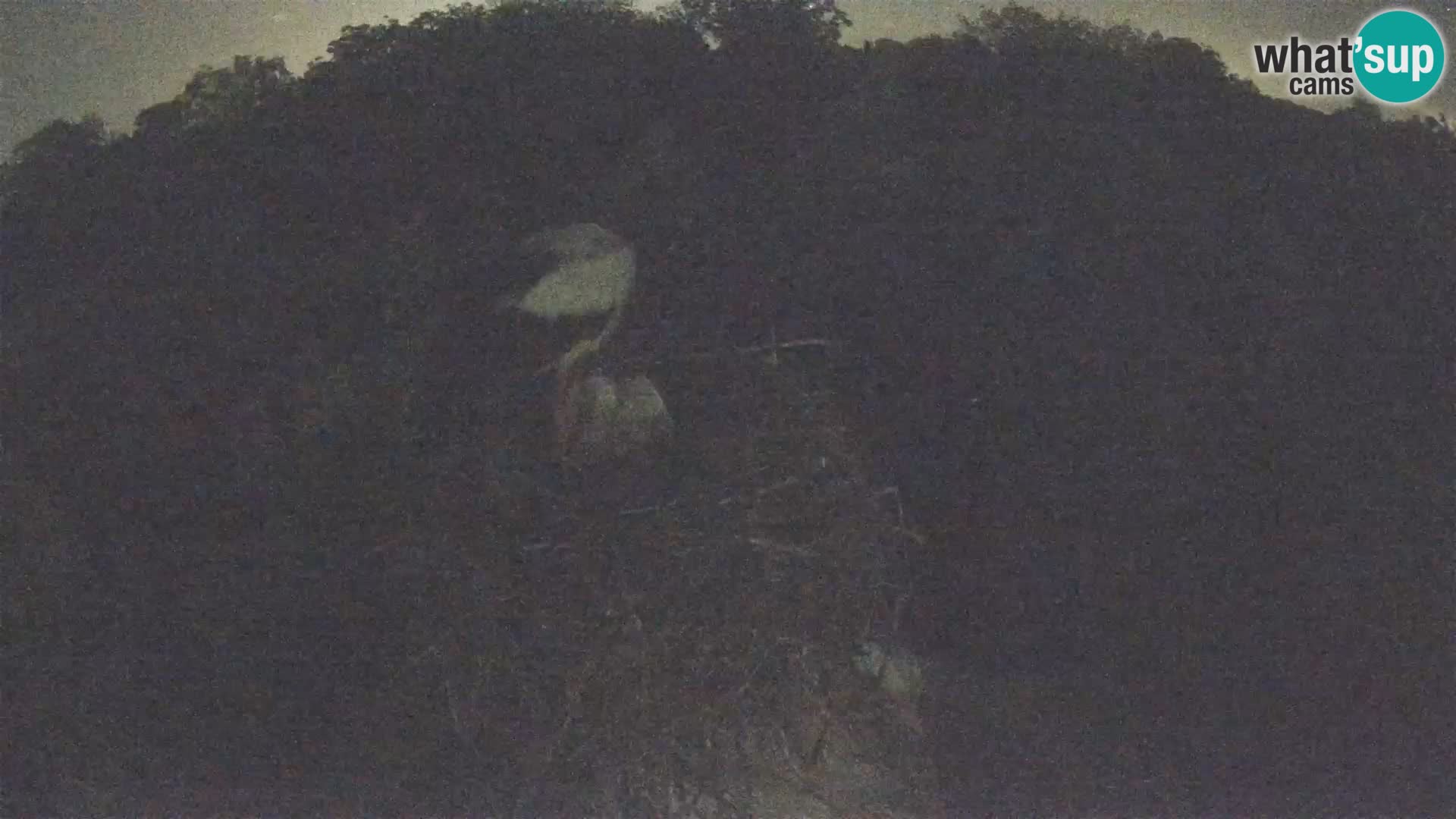 Webcam Europäisches Storchendorf – Naturpark Lonjsko polje