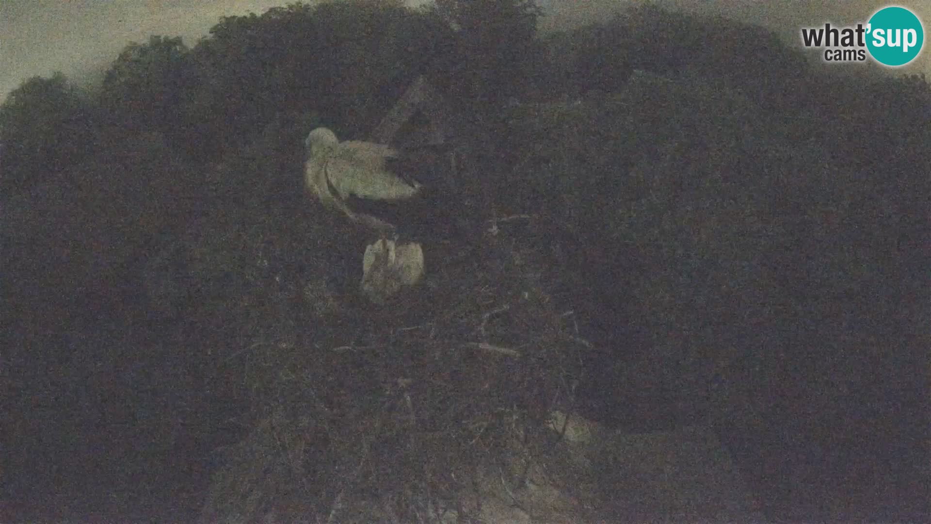 Village européen de cigognes webcam Parc naturel de Lonjsko polje