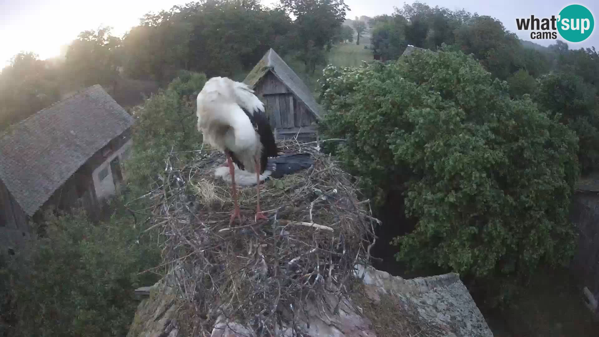 Villaggio delle cicogne europee webcam Parco naturale di Lonjsko polje