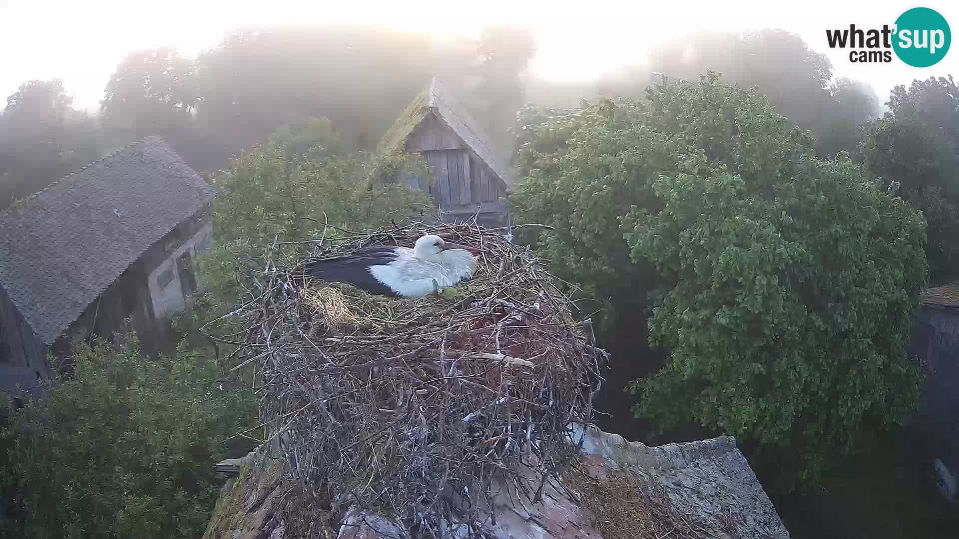 Villaggio delle cicogne europee webcam Parco naturale di Lonjsko polje
