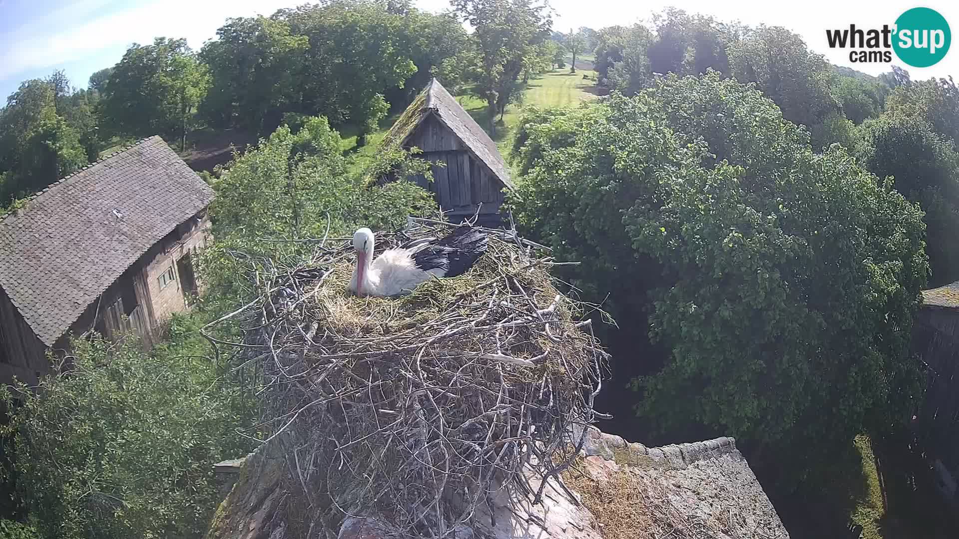 Webcam Europäisches Storchendorf – Naturpark Lonjsko polje