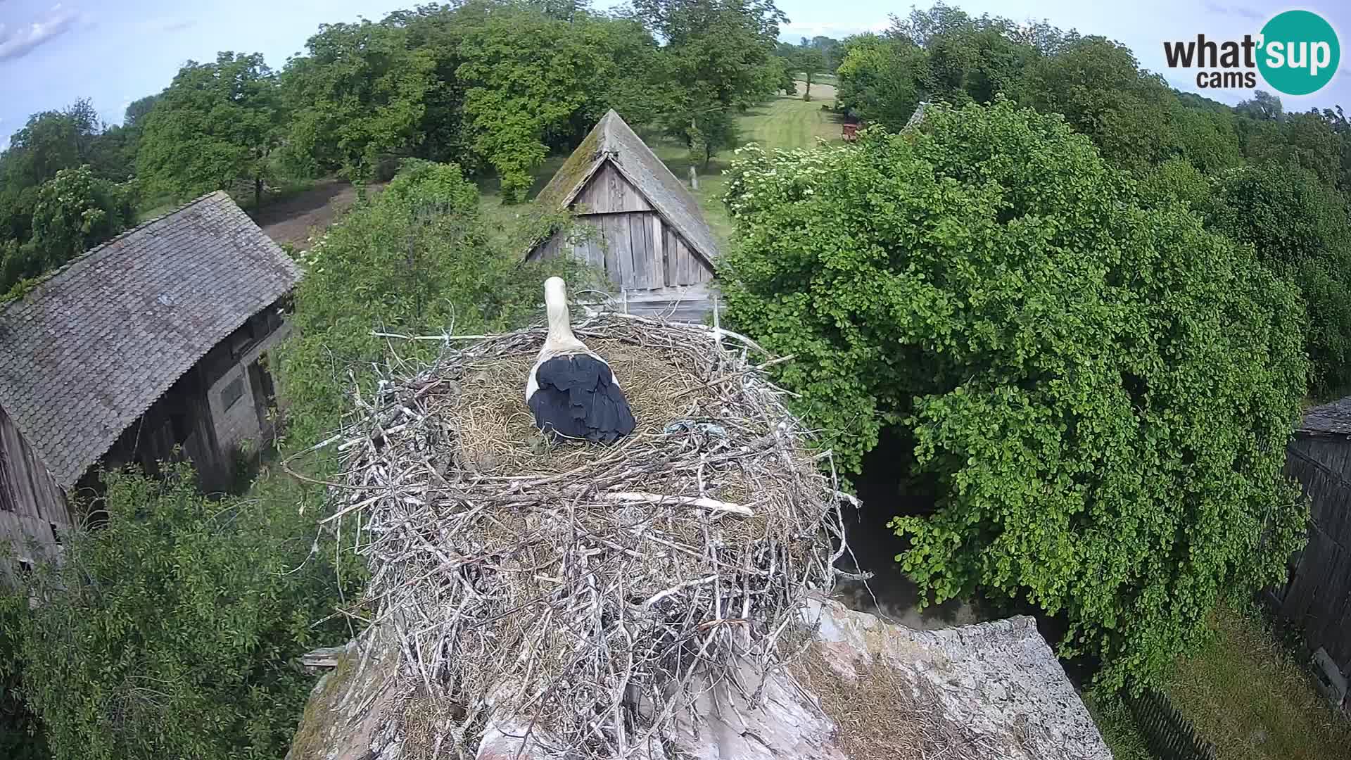 U živo Europsko selo roda – Park prirode Lonjsko polje