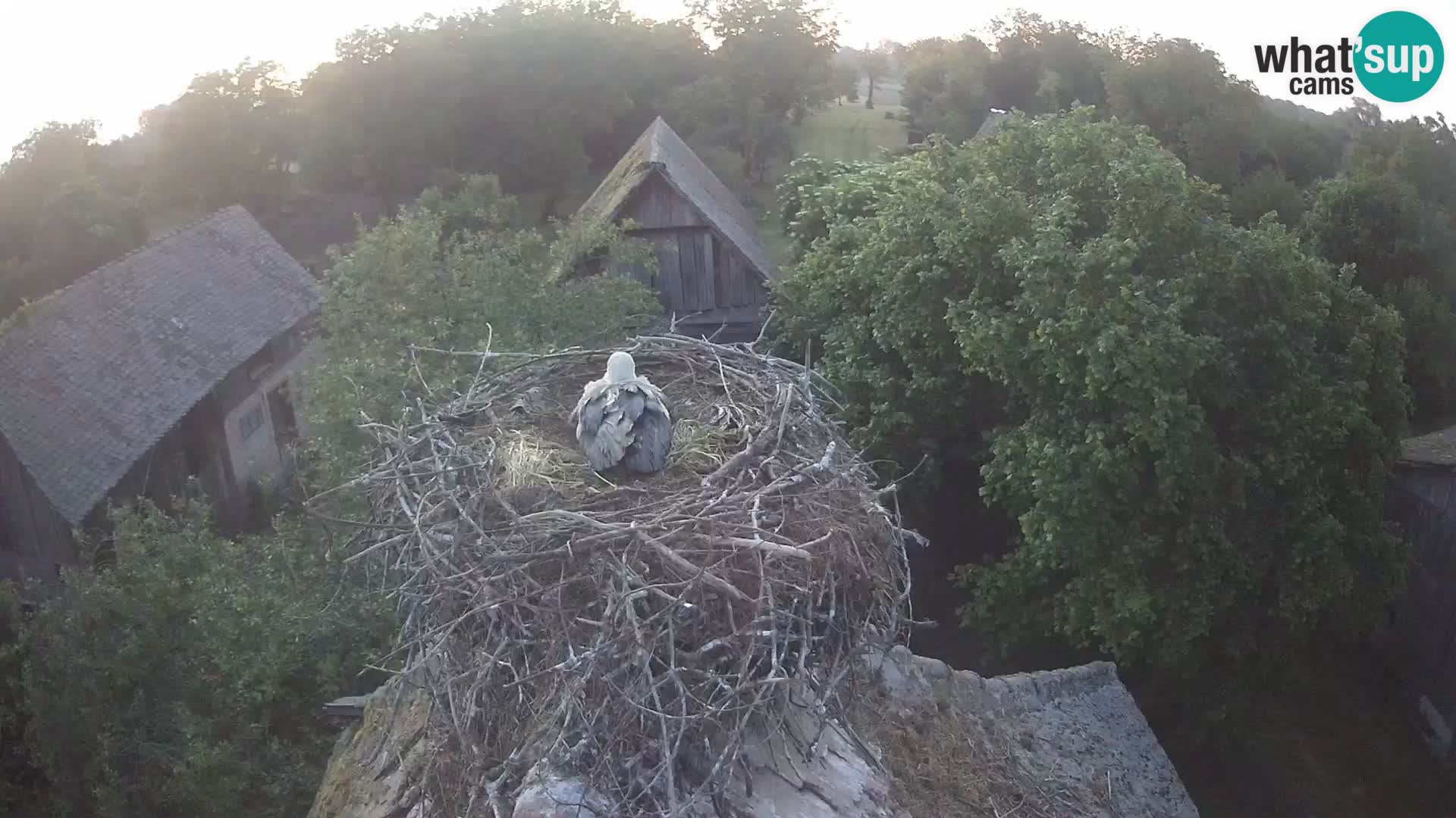 Webcam Europäisches Storchendorf – Naturpark Lonjsko polje