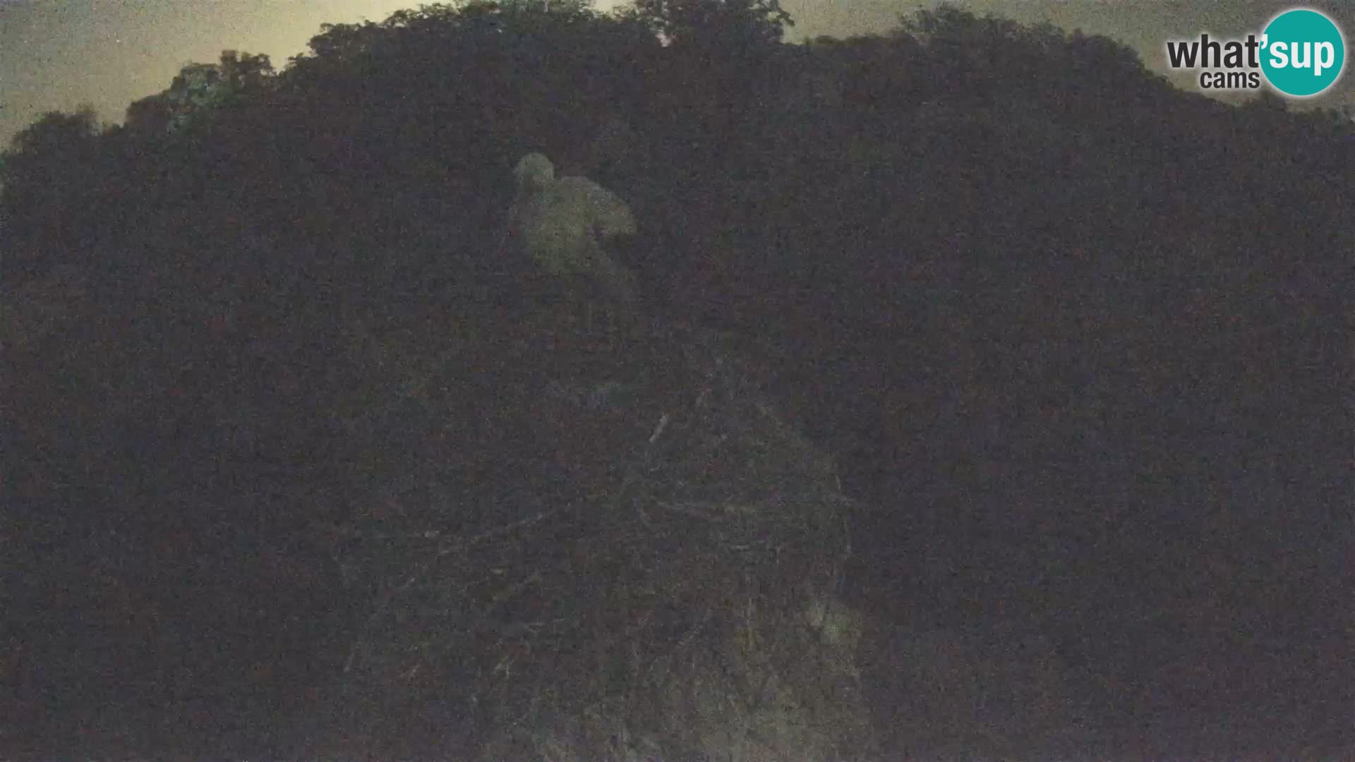 Village européen de cigognes webcam Parc naturel de Lonjsko polje