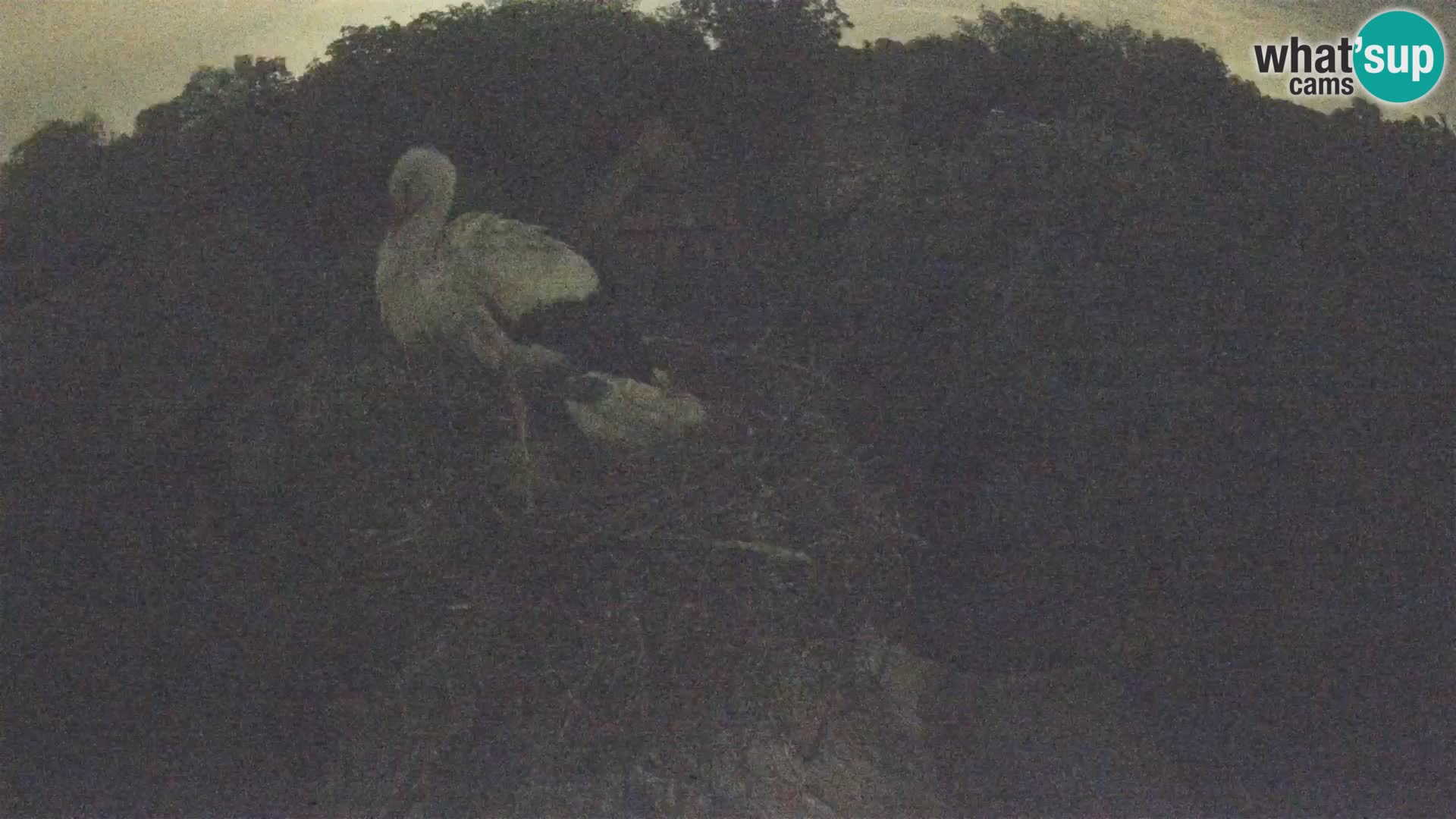 Pueblo europeo de cigüeñas camera en vivo Parque Natural Lonjsko polje