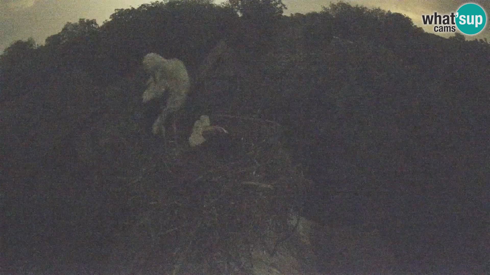 Pueblo europeo de cigüeñas camera en vivo Parque Natural Lonjsko polje