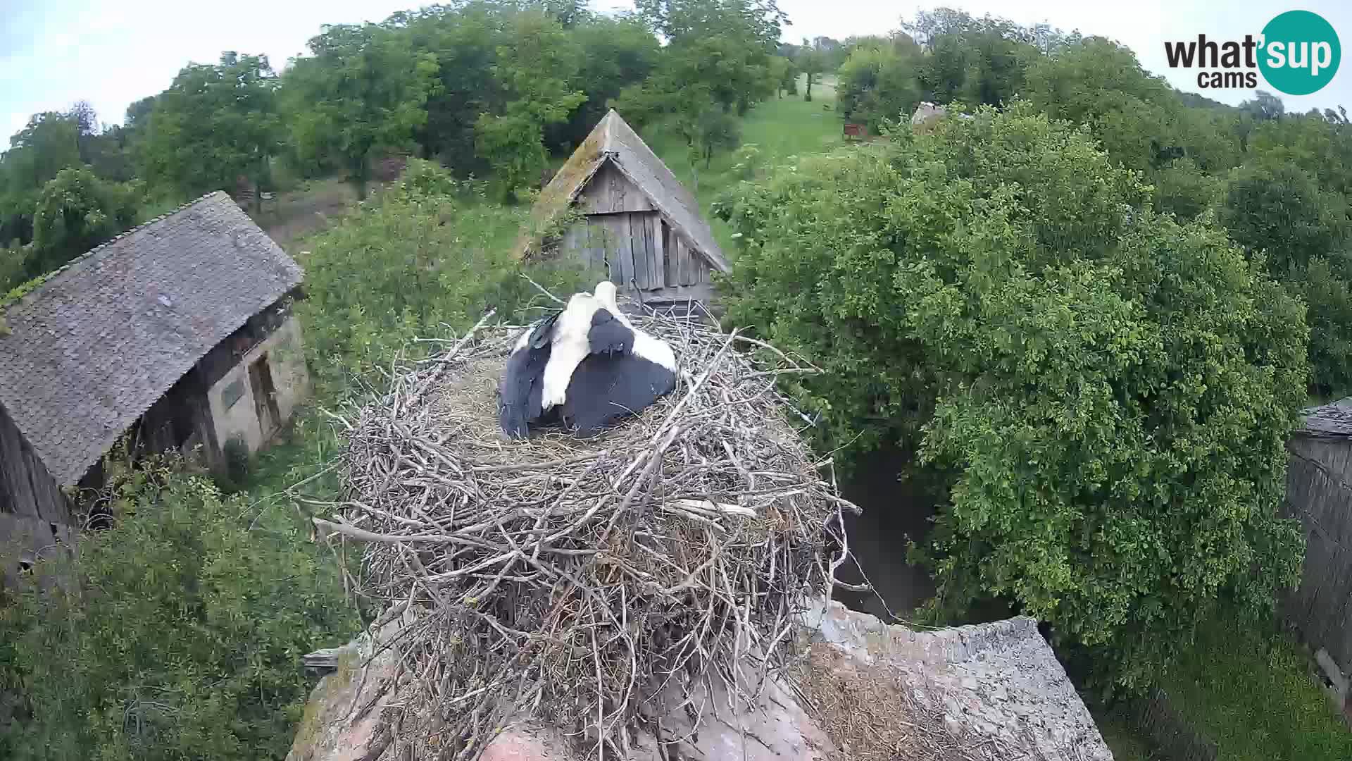 Village européen de cigognes webcam Parc naturel de Lonjsko polje