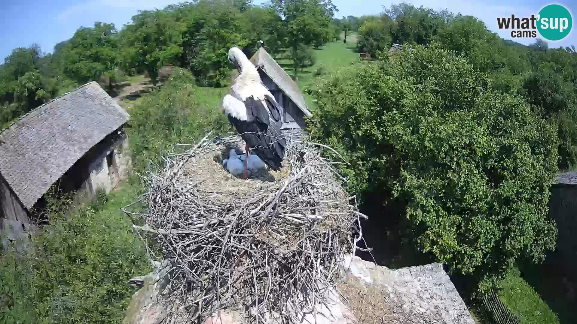 U živo Europsko selo roda – Park prirode Lonjsko polje