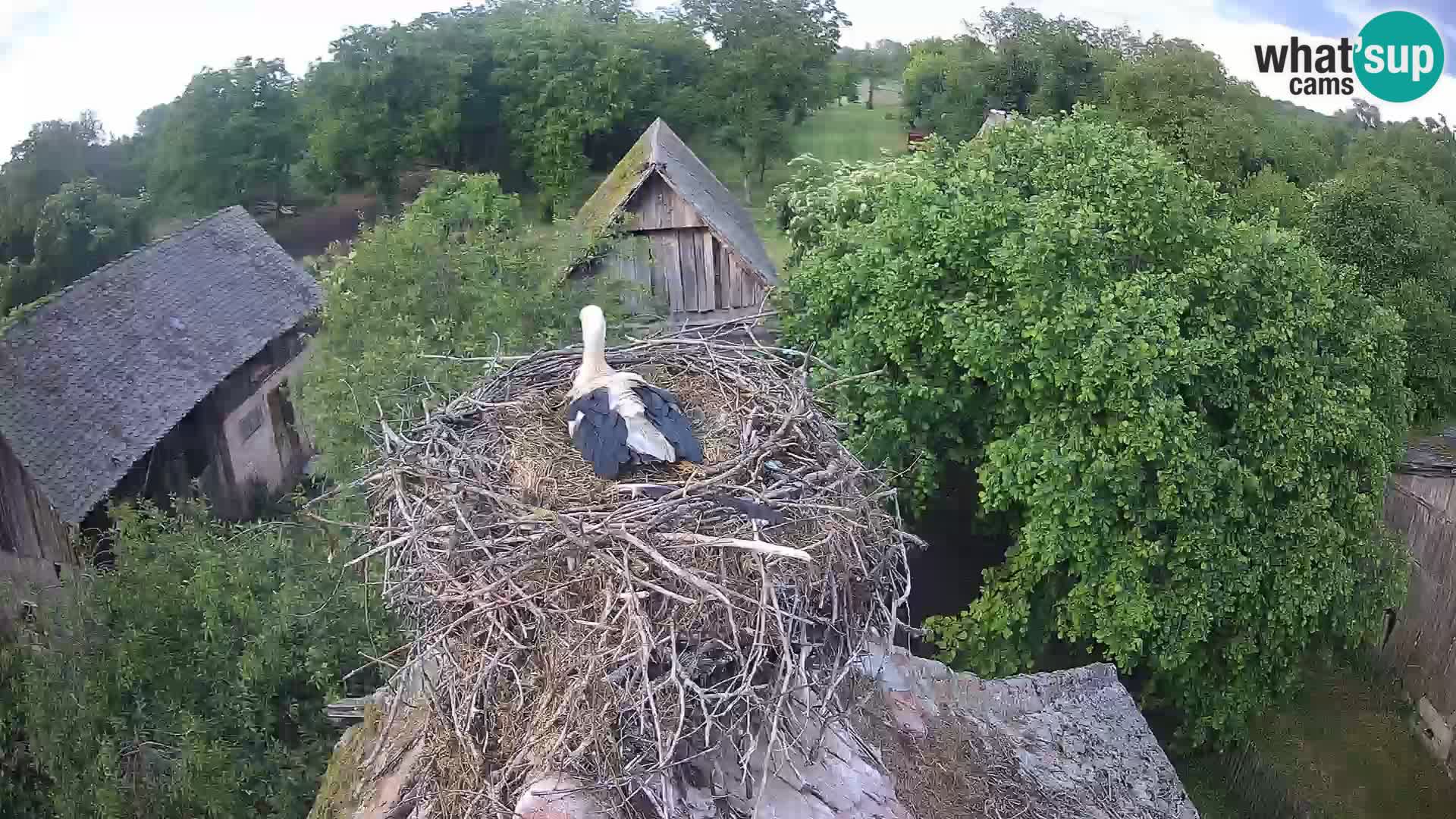 Village européen de cigognes webcam Parc naturel de Lonjsko polje