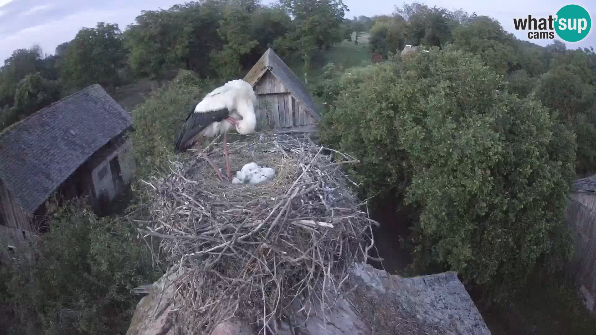 Villaggio delle cicogne europee webcam Parco naturale di Lonjsko polje