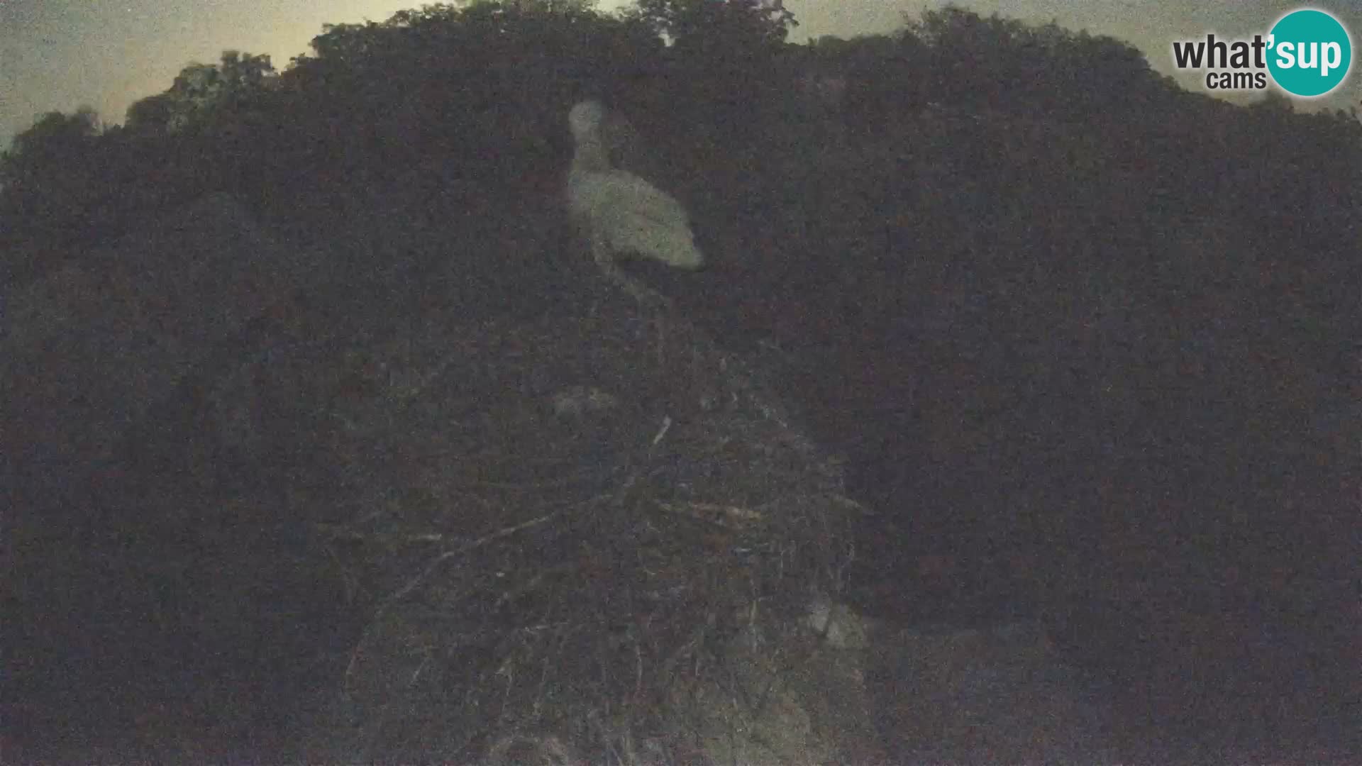 Village européen de cigognes webcam Parc naturel de Lonjsko polje
