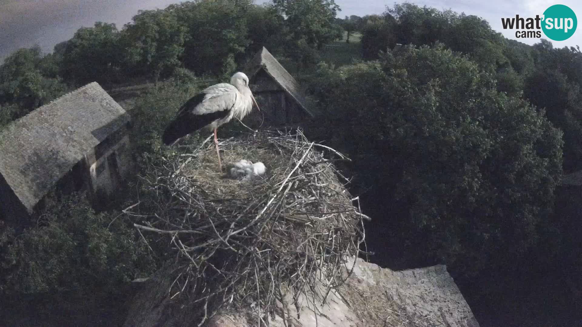 Village européen de cigognes webcam Parc naturel de Lonjsko polje