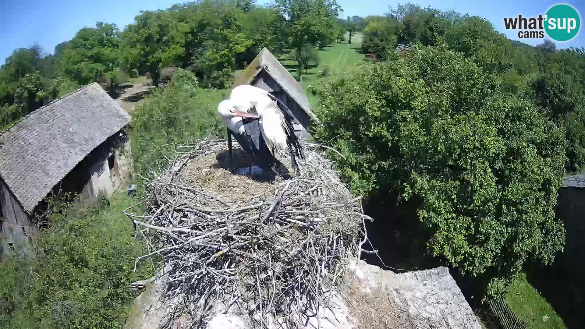 Village européen de cigognes webcam Parc naturel de Lonjsko polje