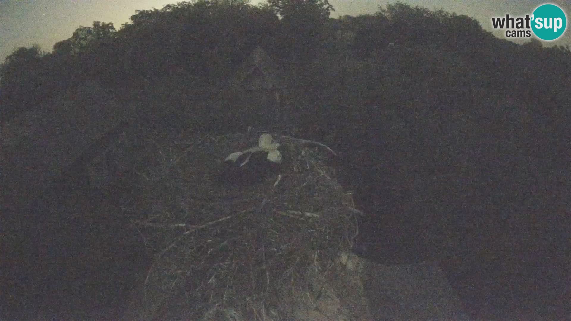Village européen de cigognes webcam Parc naturel de Lonjsko polje