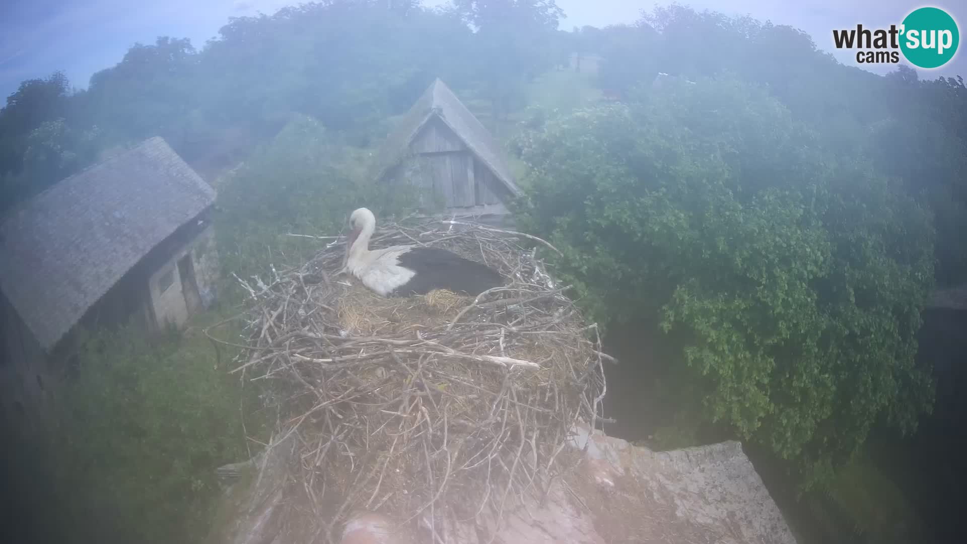 Webcam Europäisches Storchendorf – Naturpark Lonjsko polje