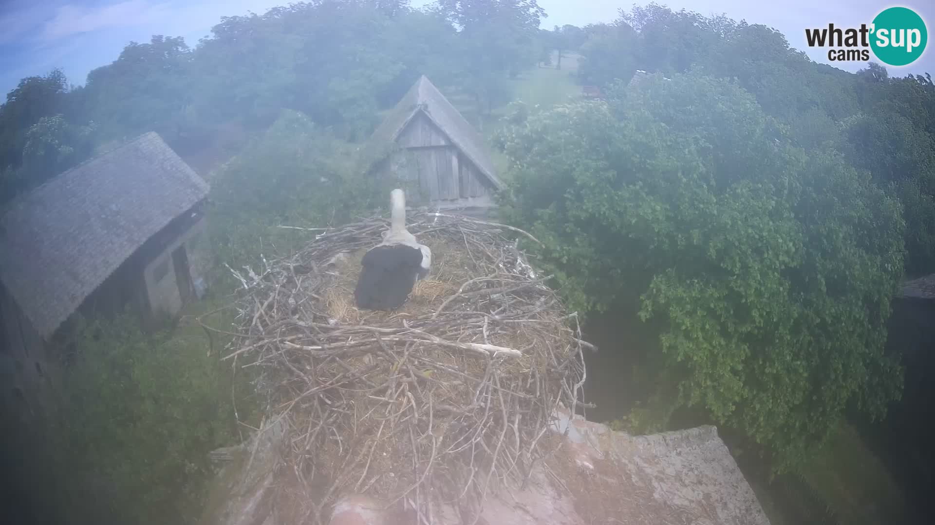 Village européen de cigognes webcam Parc naturel de Lonjsko polje