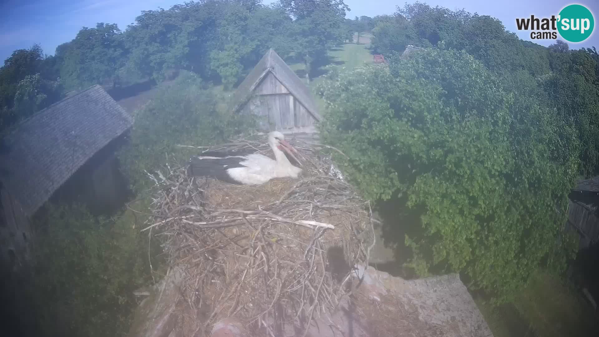Village européen de cigognes webcam Parc naturel de Lonjsko polje