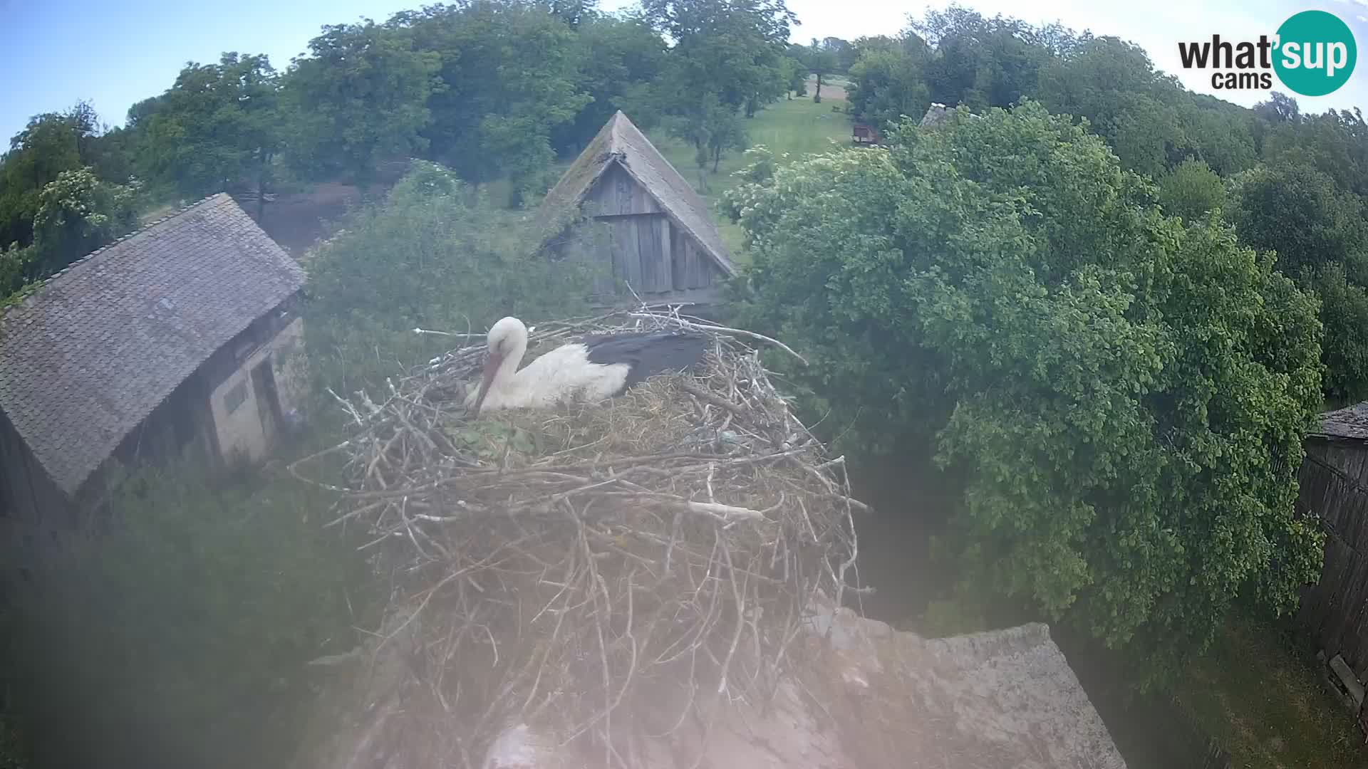 Villaggio delle cicogne europee webcam Parco naturale di Lonjsko polje