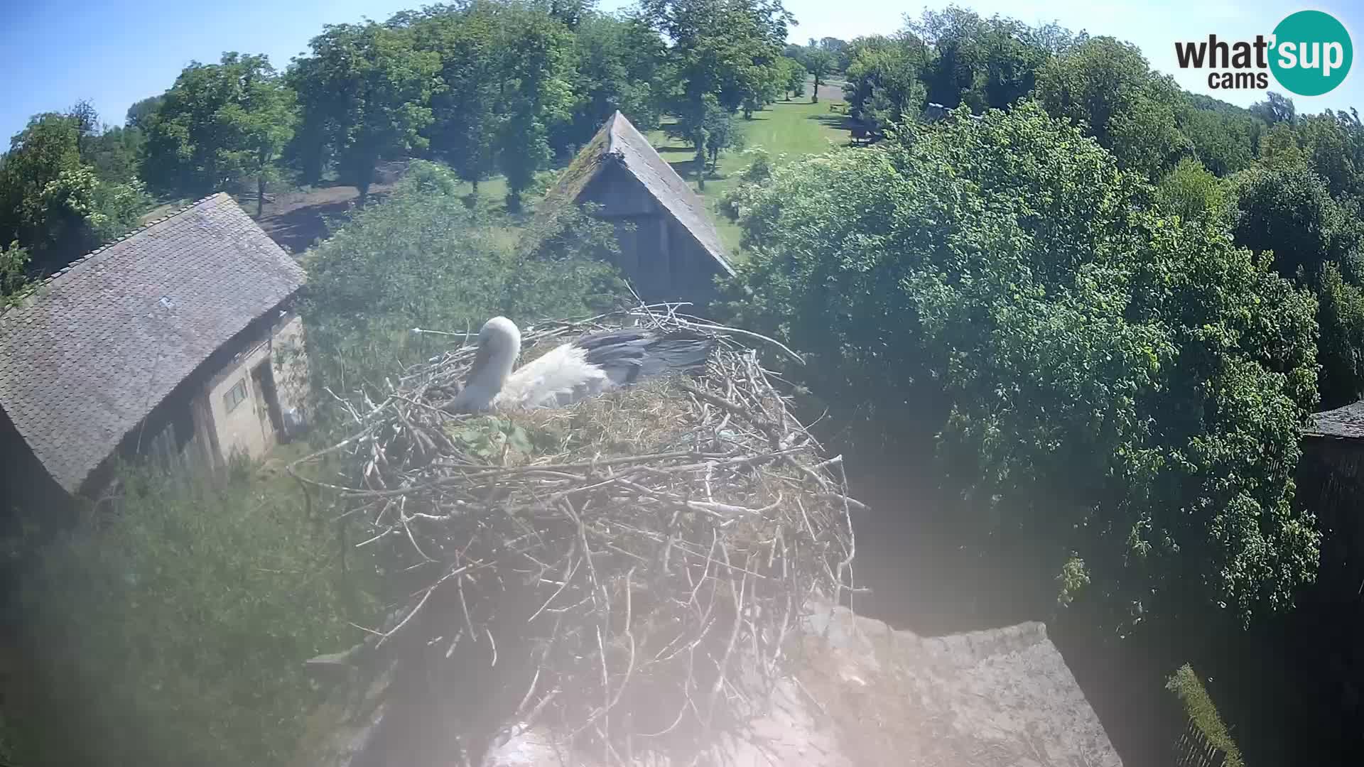 Village européen de cigognes webcam Parc naturel de Lonjsko polje