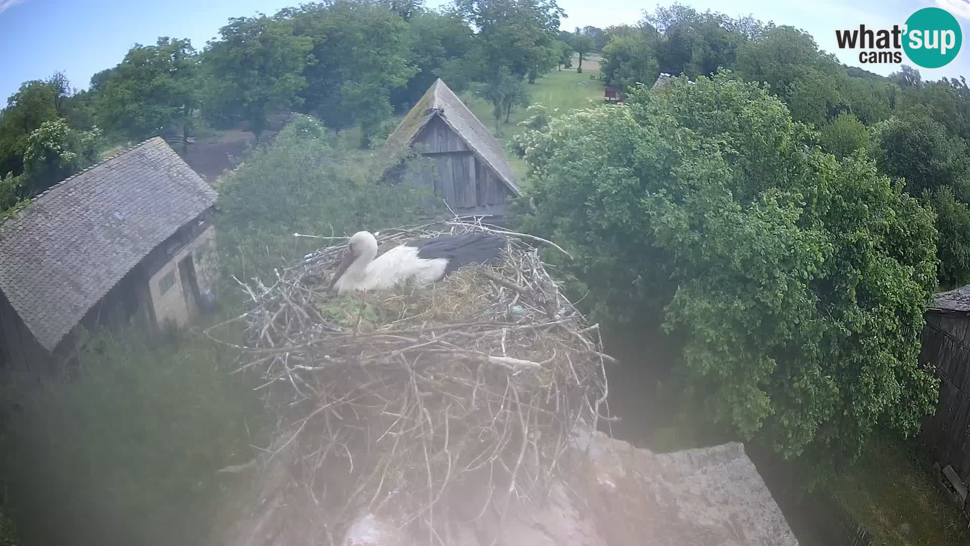 Pueblo europeo de cigüeñas camera en vivo Parque Natural Lonjsko polje