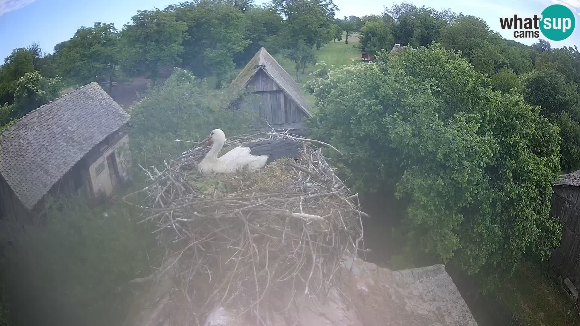 Villaggio delle cicogne europee webcam Parco naturale di Lonjsko polje