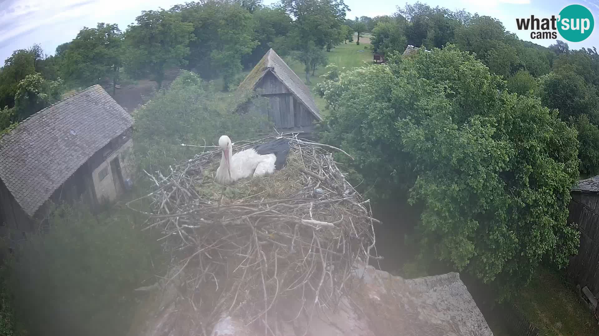 Webcam Europäisches Storchendorf – Naturpark Lonjsko polje