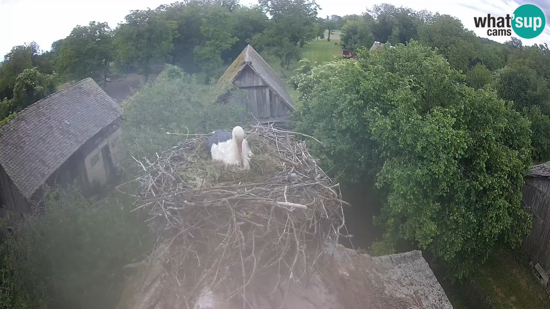 Pueblo europeo de cigüeñas camera en vivo Parque Natural Lonjsko polje