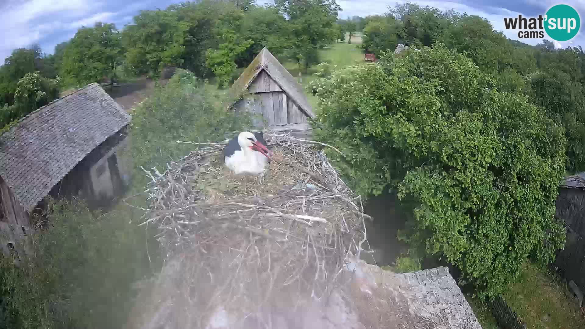Villaggio delle cicogne europee webcam Parco naturale di Lonjsko polje