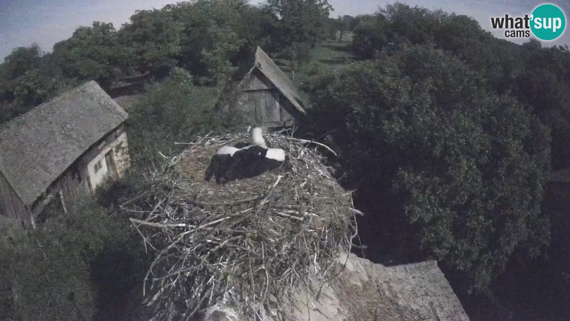 U živo Europsko selo roda – Park prirode Lonjsko polje