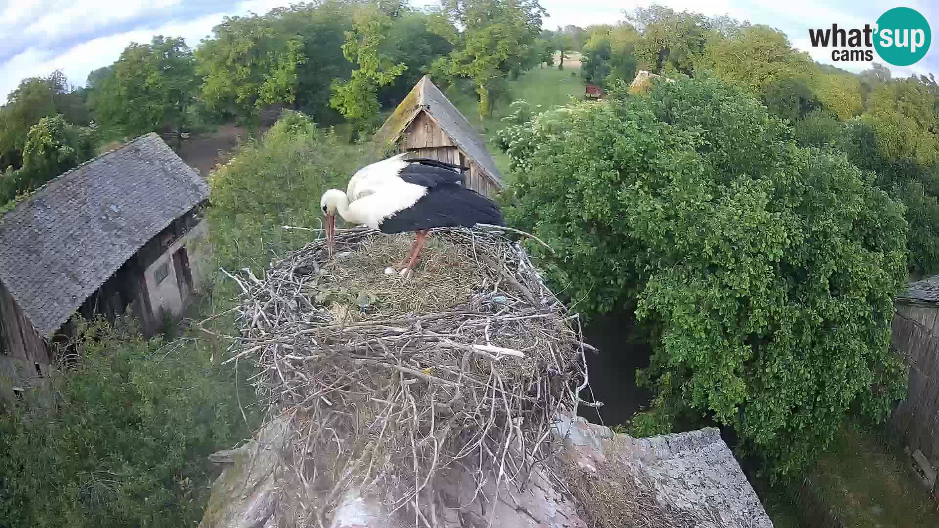 Villaggio delle cicogne europee webcam Parco naturale di Lonjsko polje