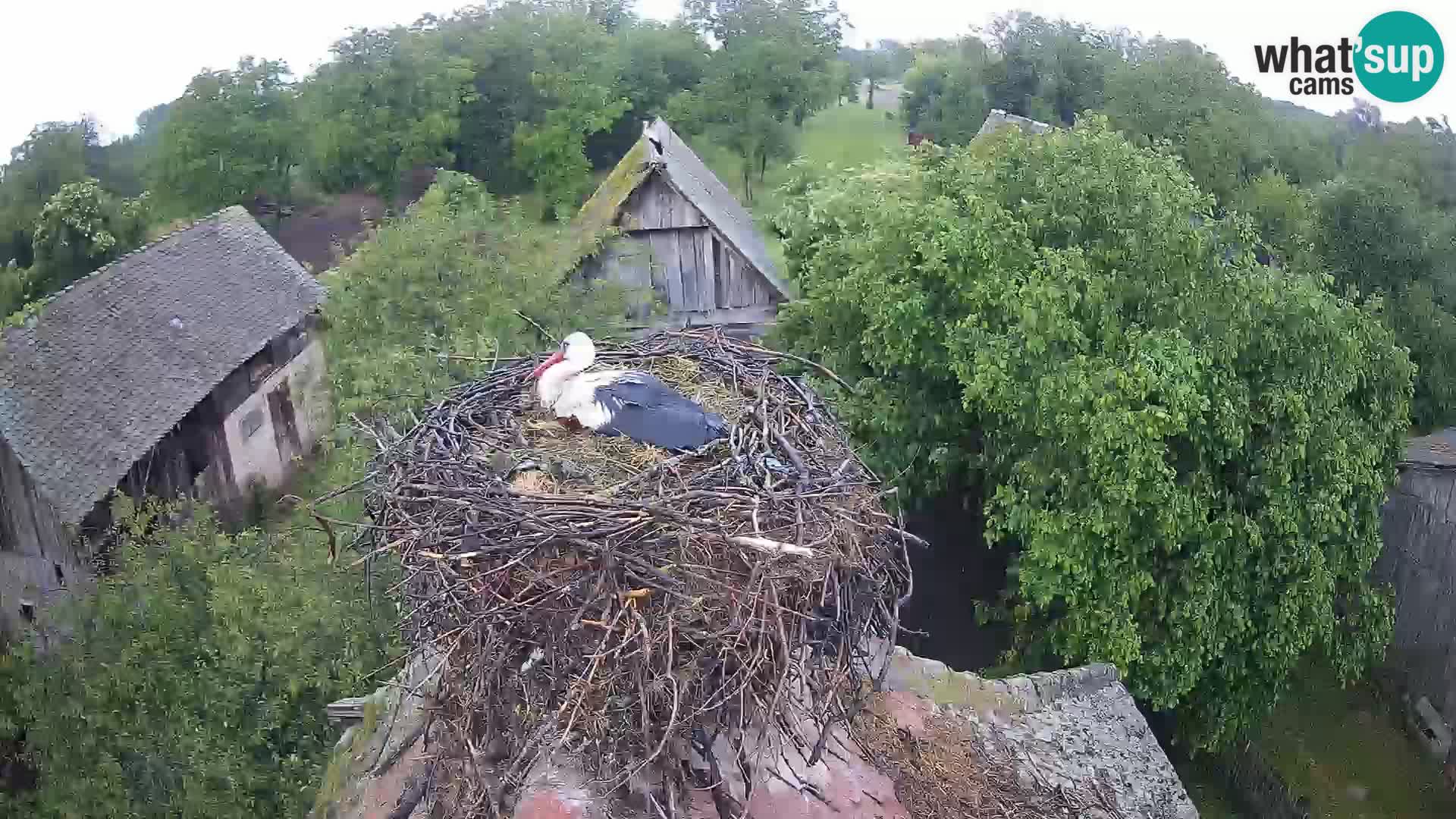 Village européen de cigognes webcam Parc naturel de Lonjsko polje