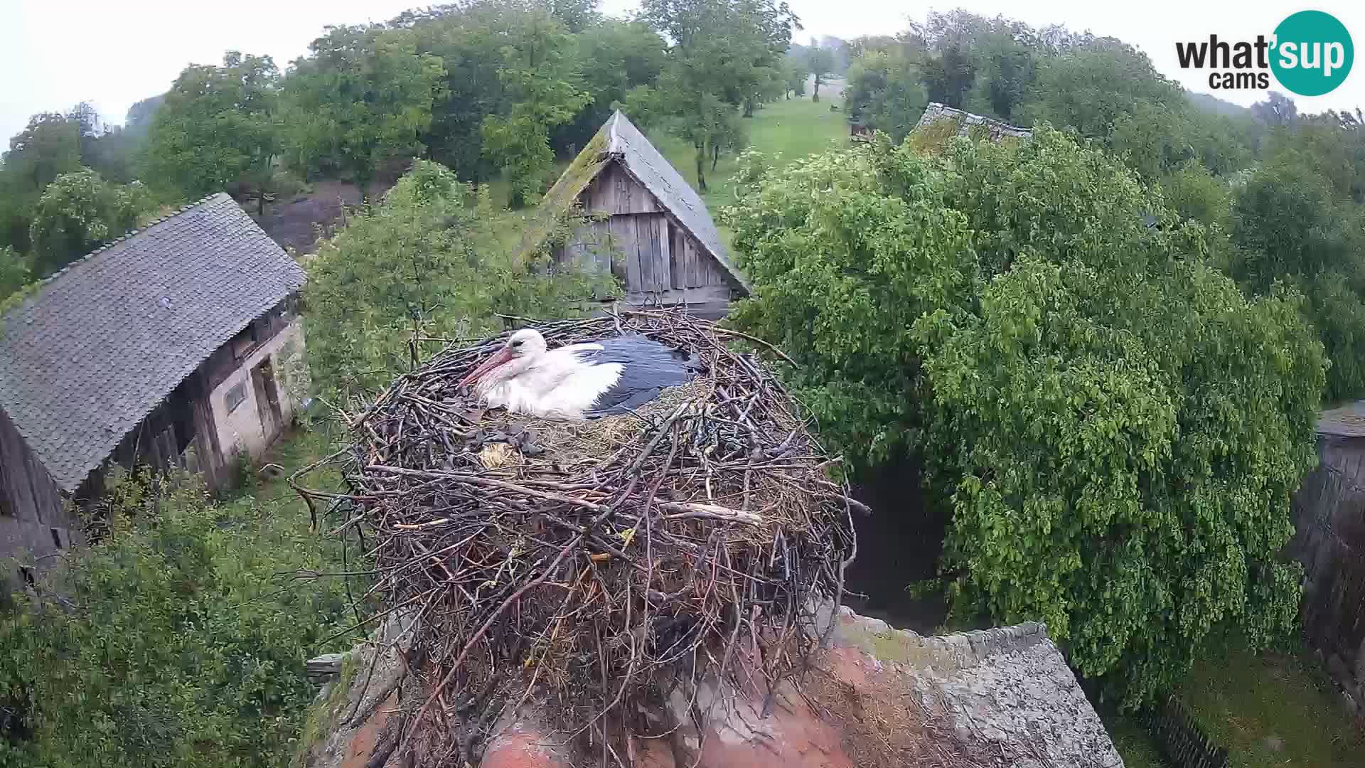 Villaggio delle cicogne europee webcam Parco naturale di Lonjsko polje