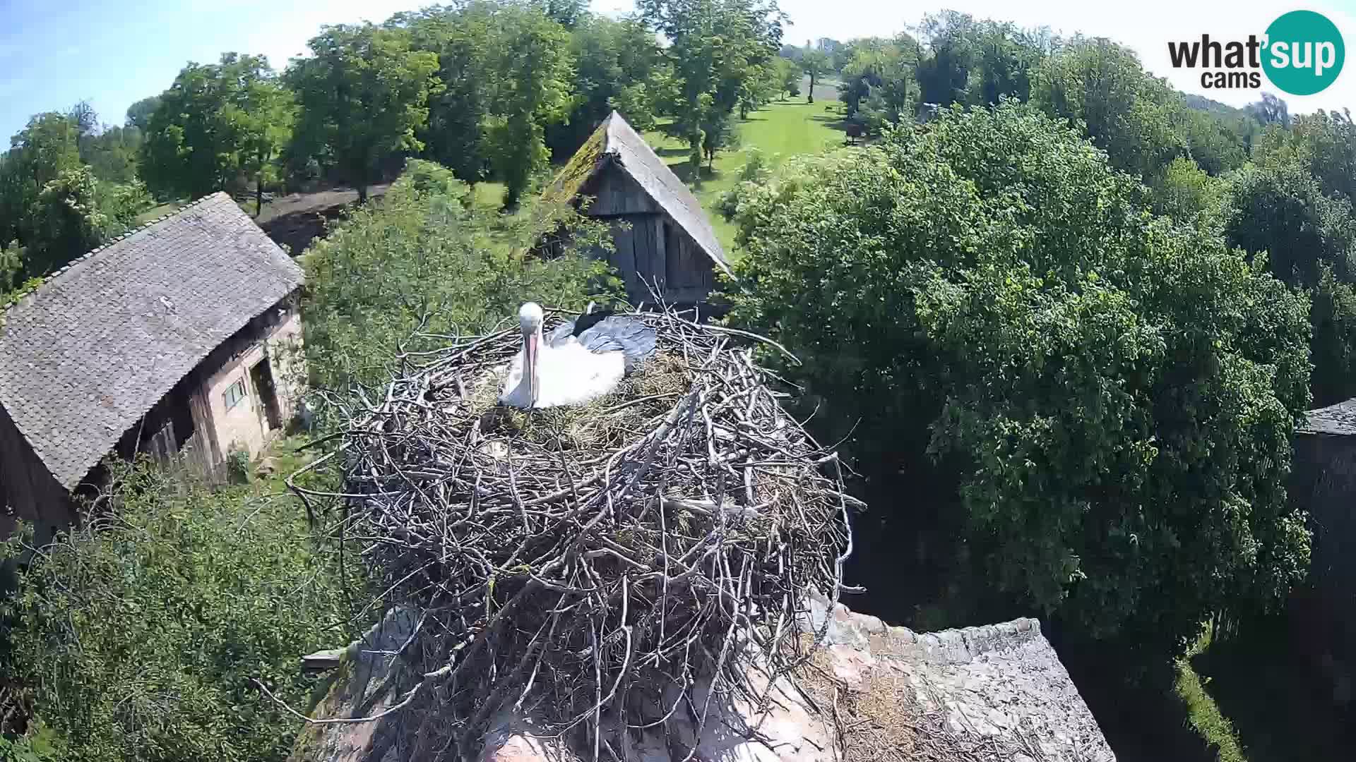 Webcam Europäisches Storchendorf – Naturpark Lonjsko polje