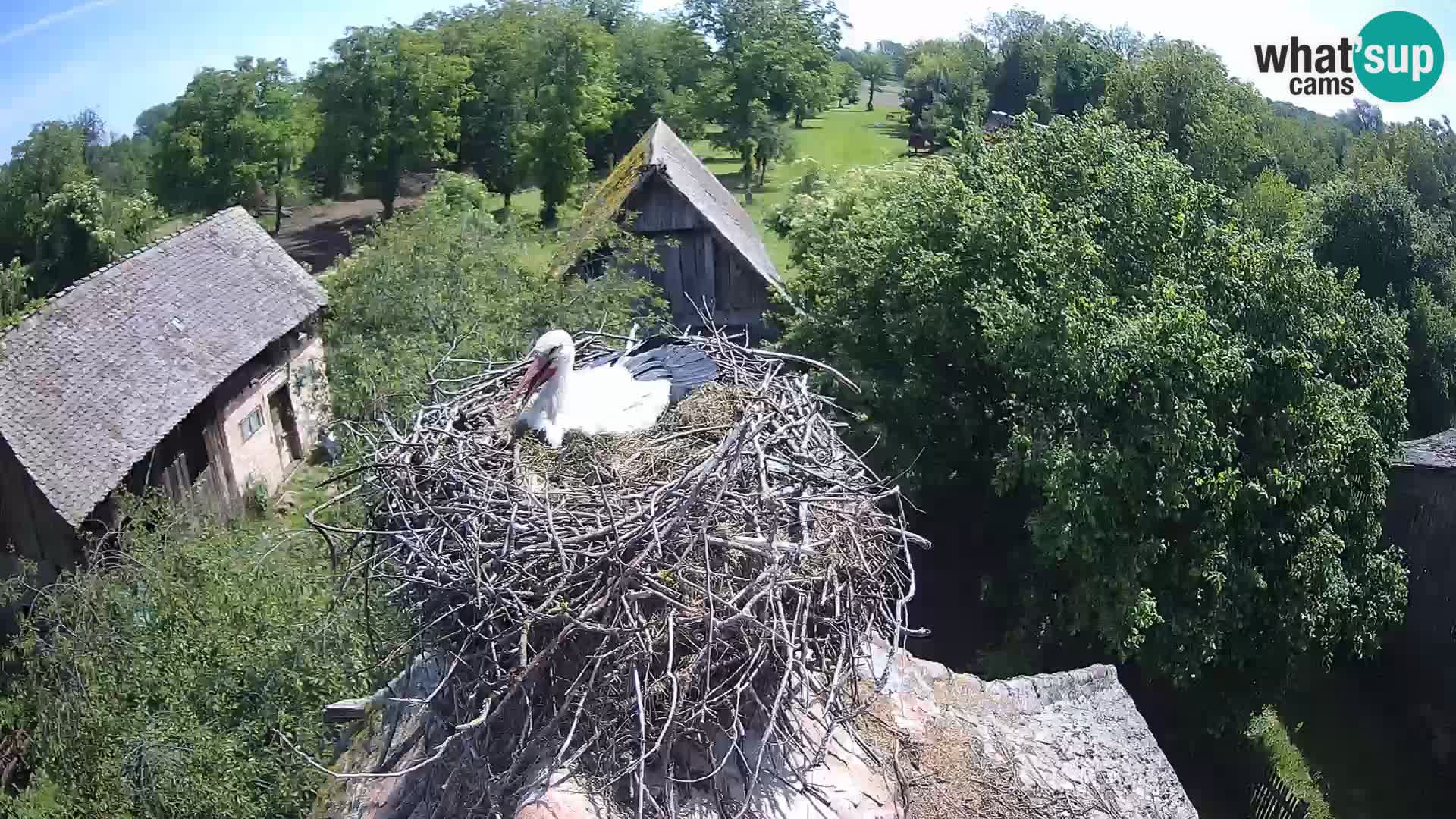 Webcam Europäisches Storchendorf – Naturpark Lonjsko polje
