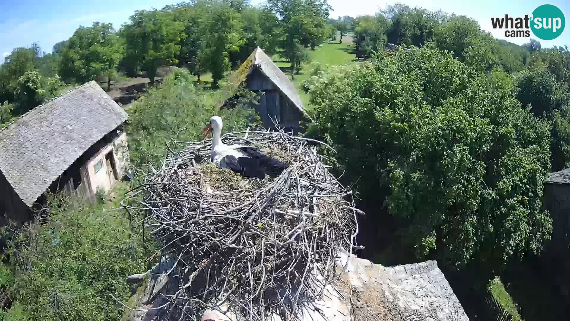 Webcam Europäisches Storchendorf – Naturpark Lonjsko polje