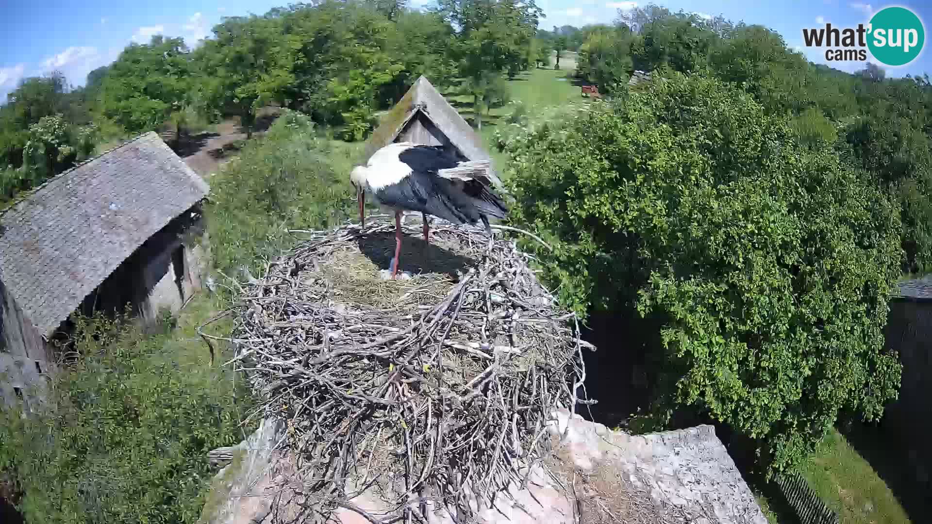 Pueblo europeo de cigüeñas camera en vivo Parque Natural Lonjsko polje